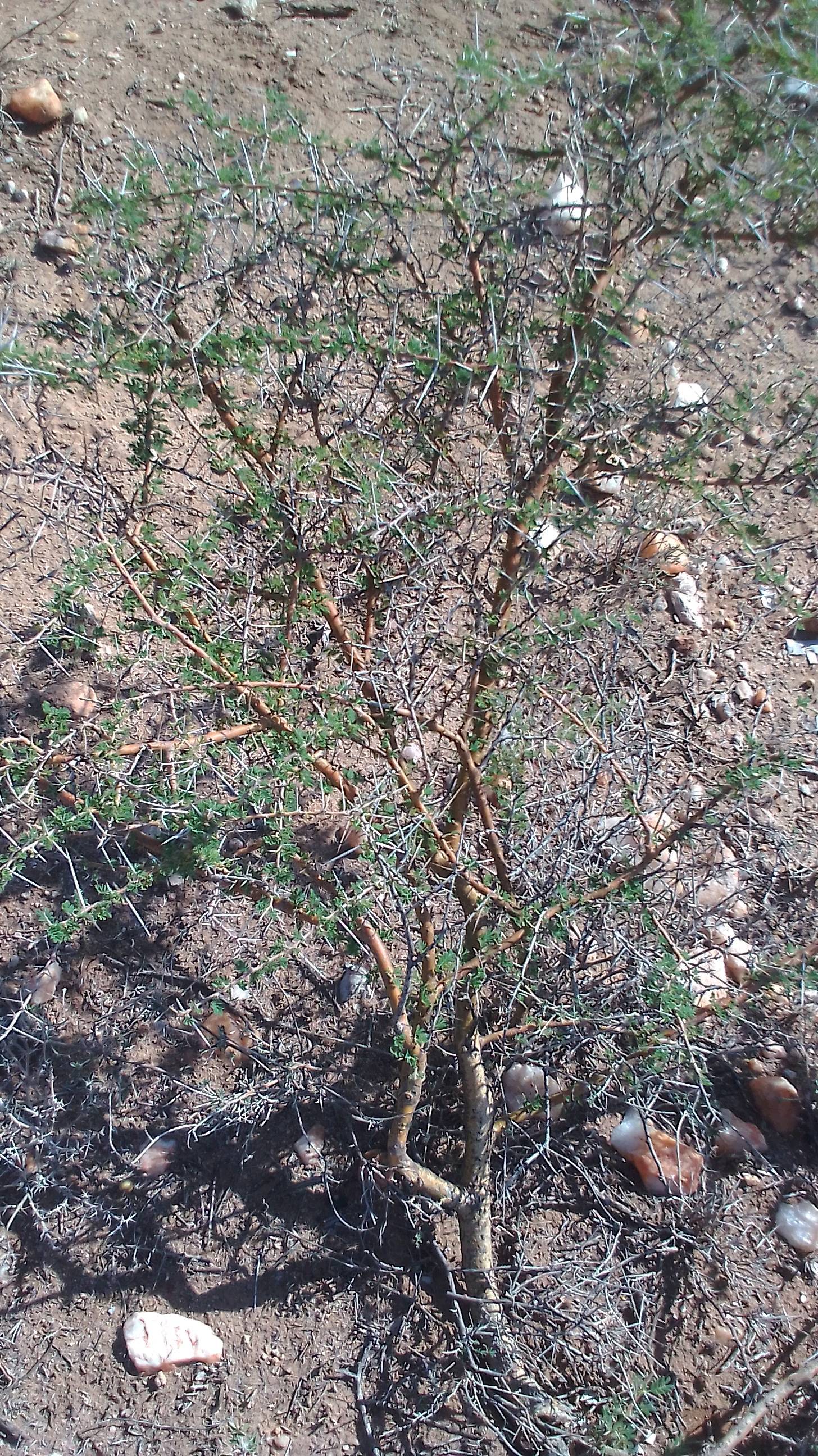 tree