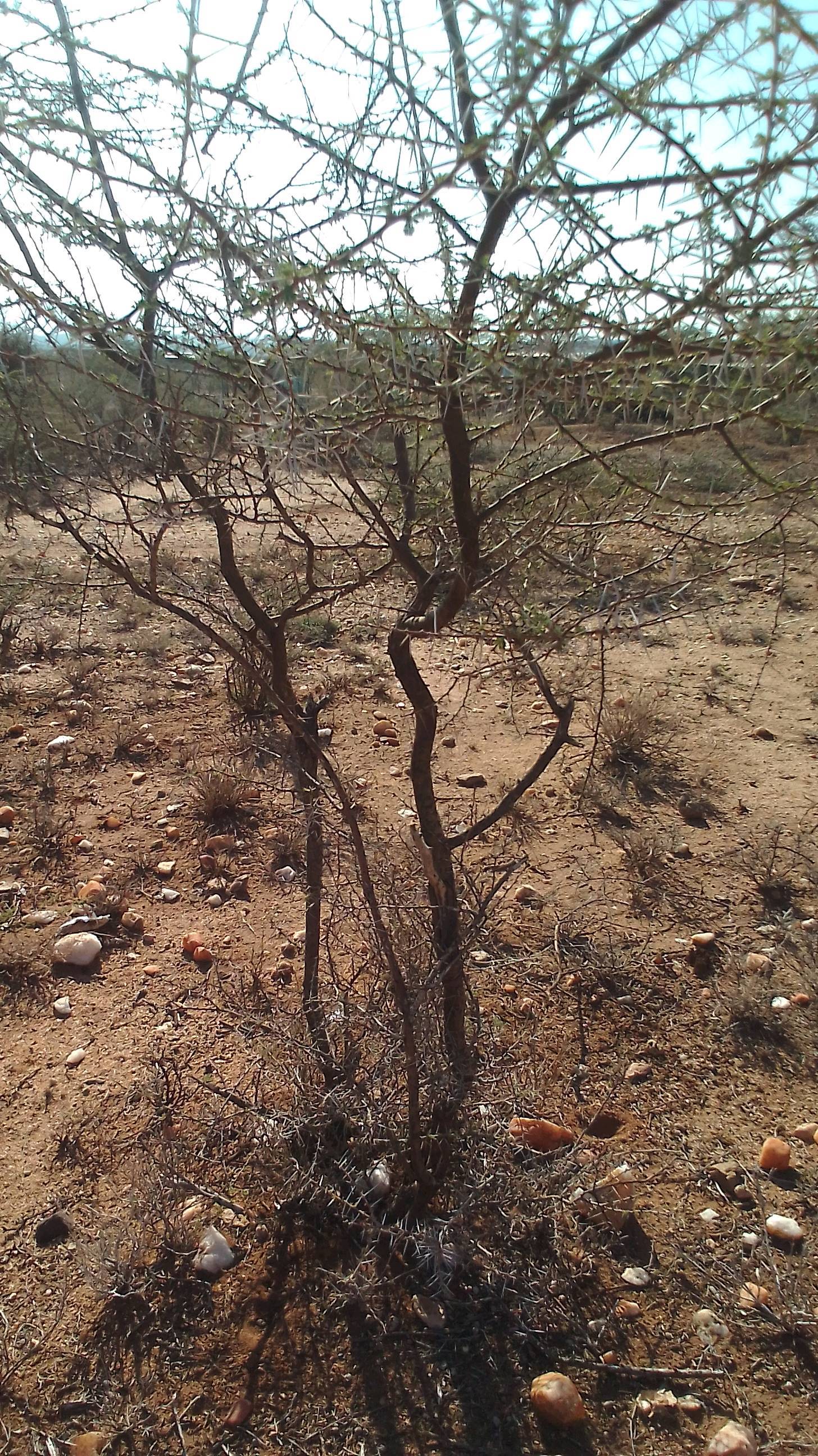 tree