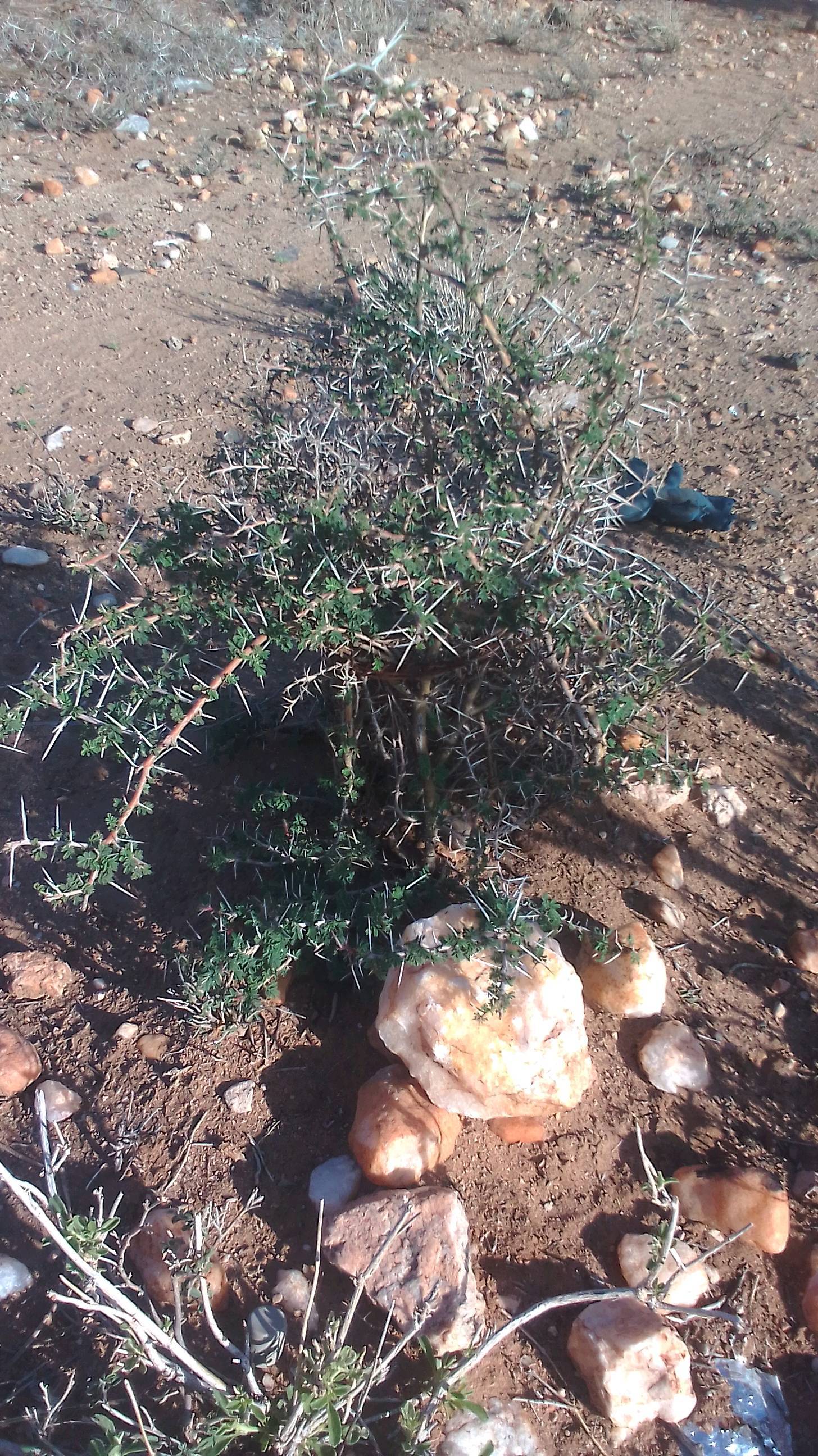 tree