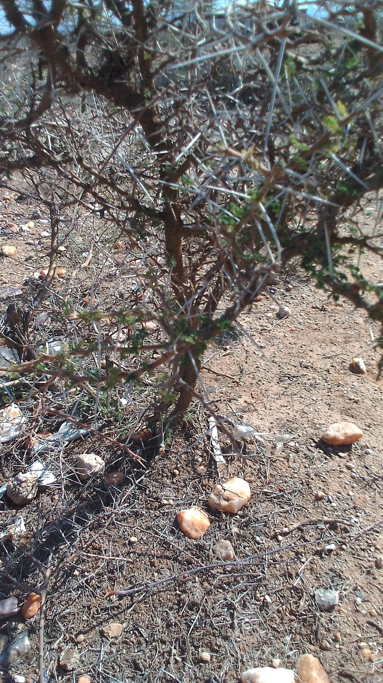 tree