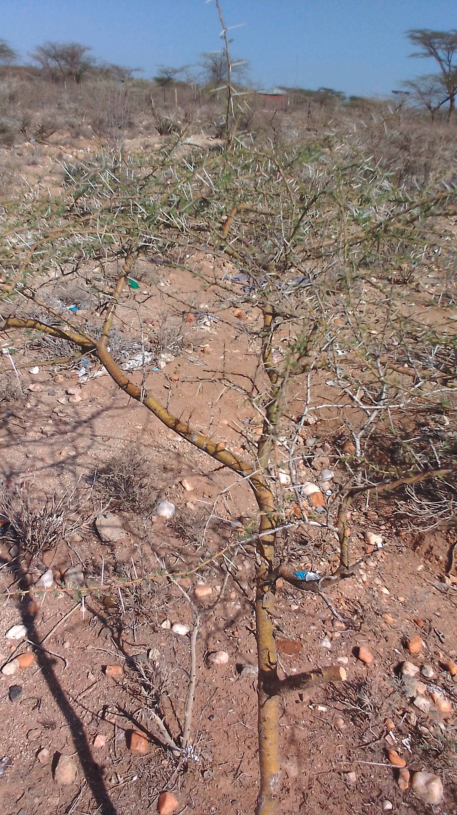 tree