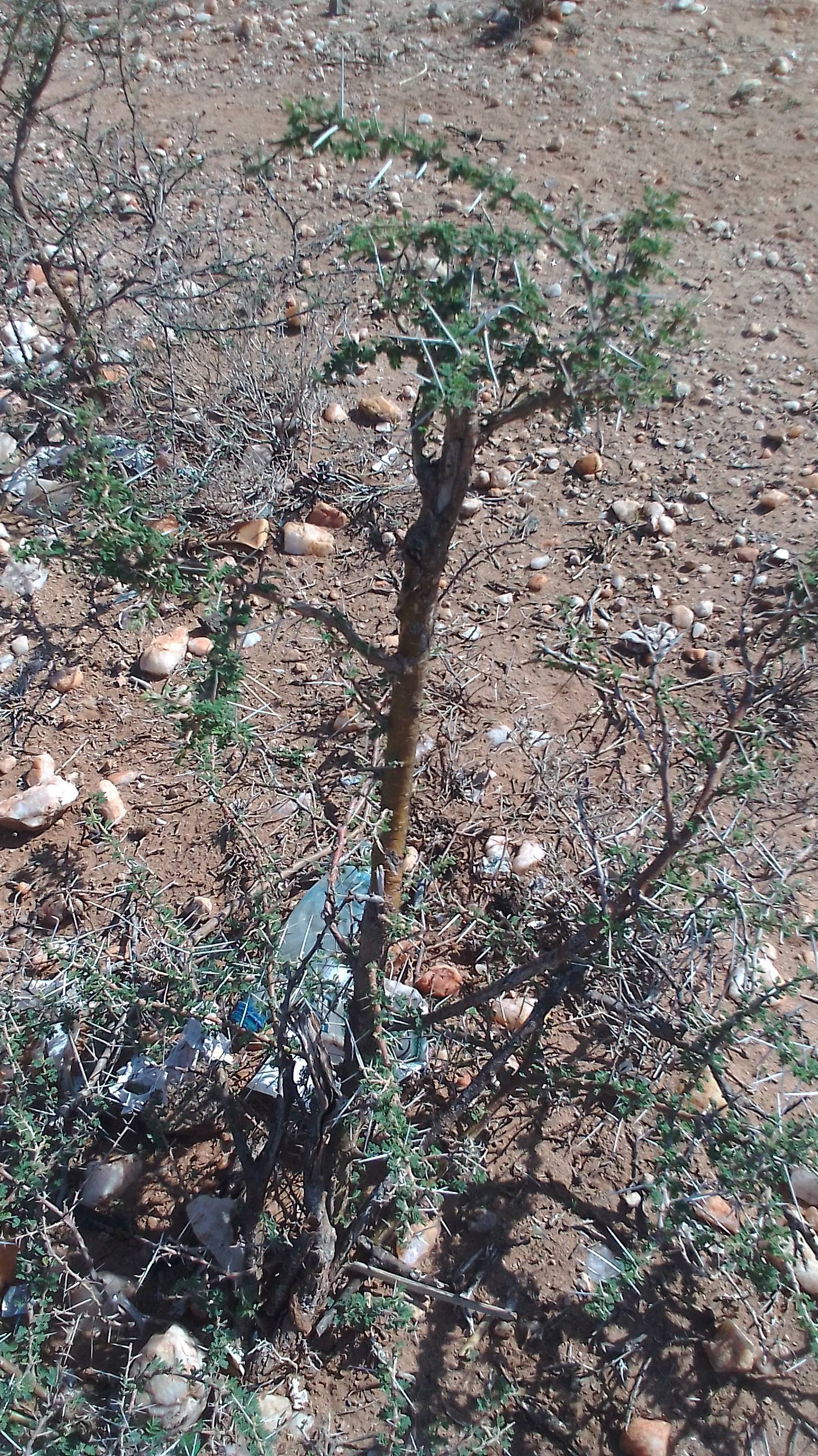 tree