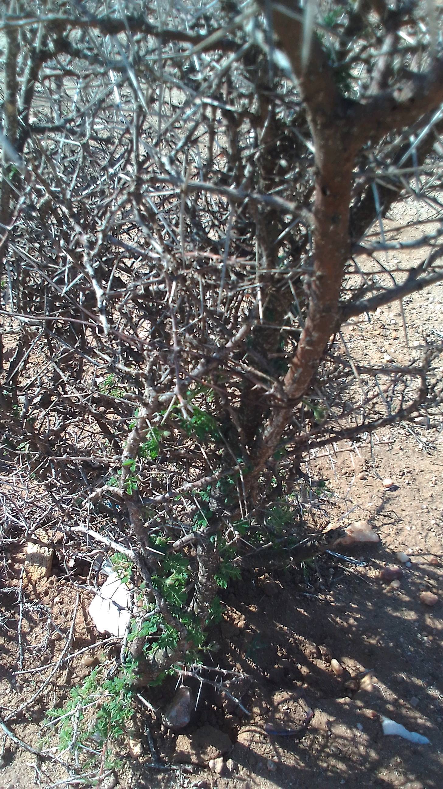 tree