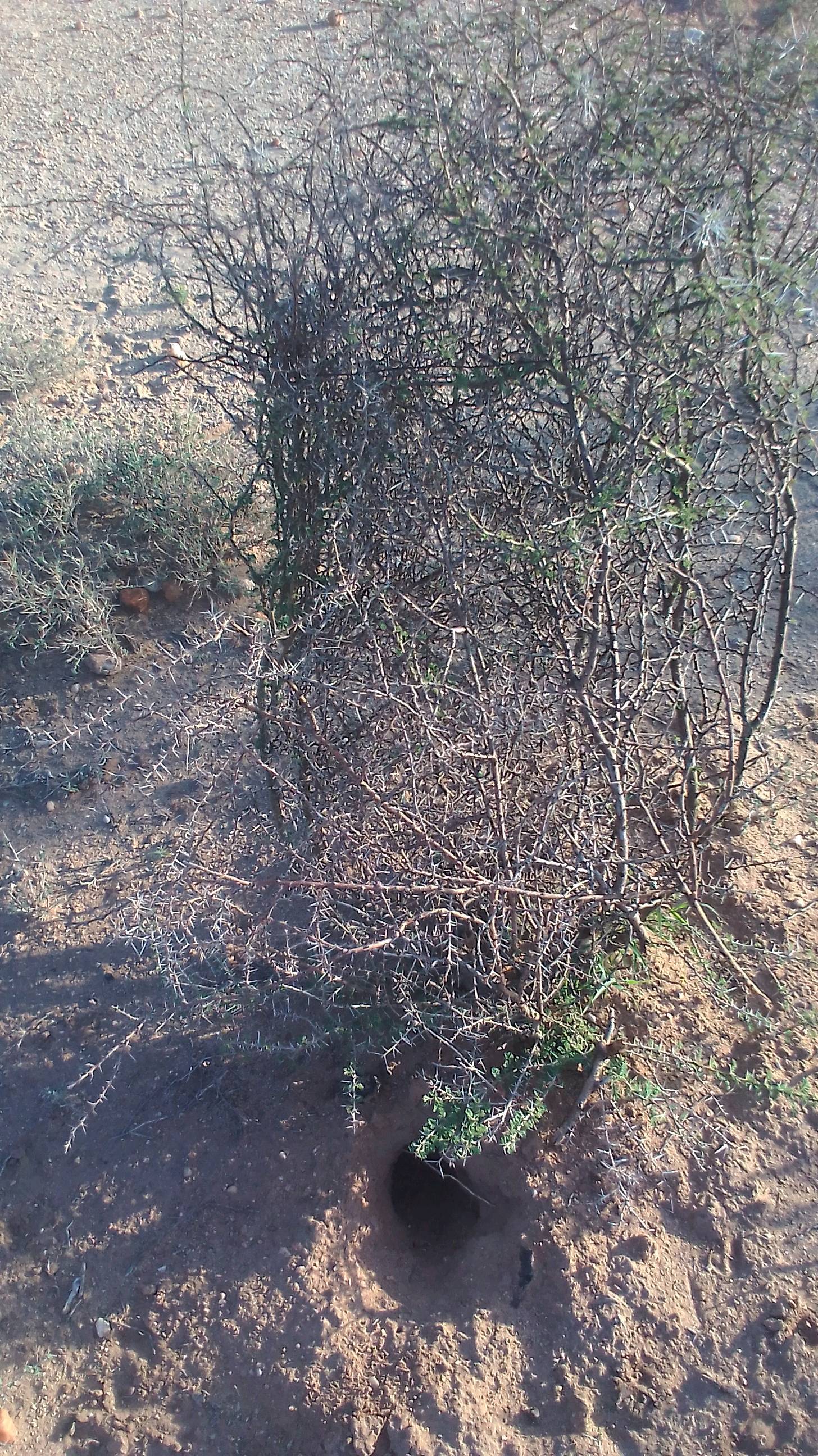 tree