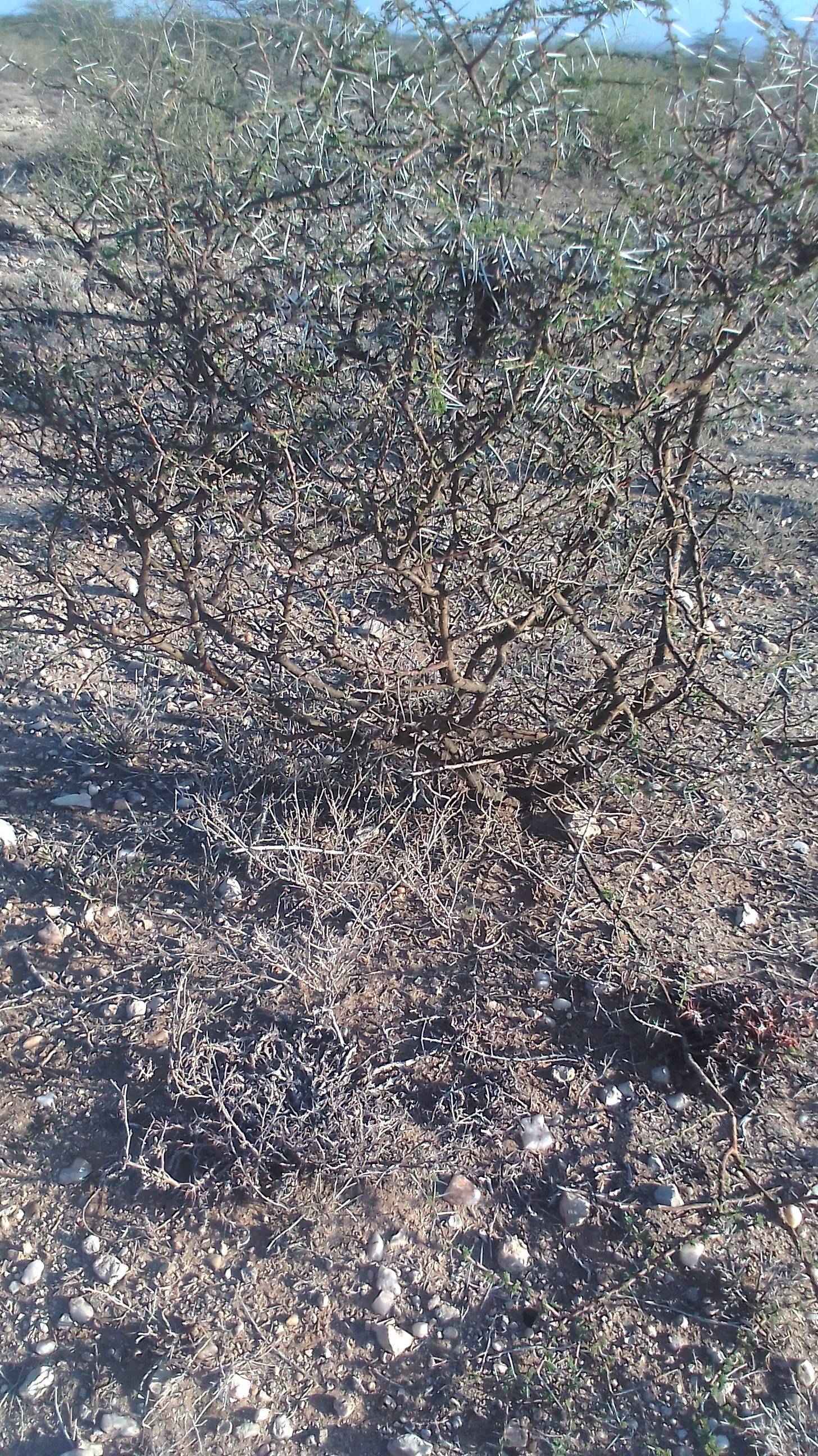 tree