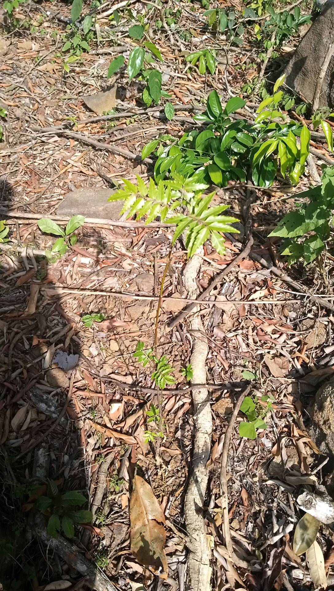 tree