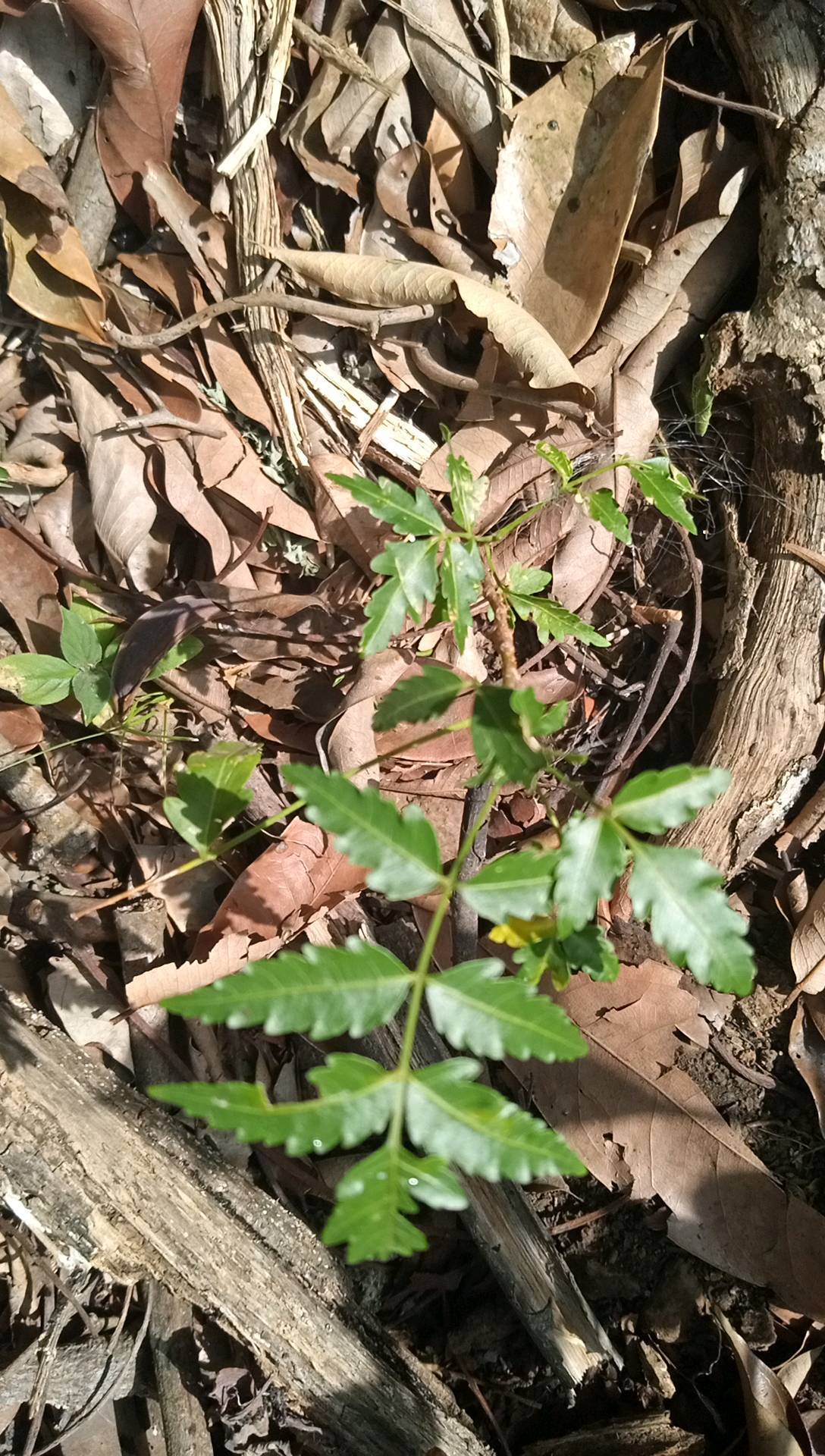 tree