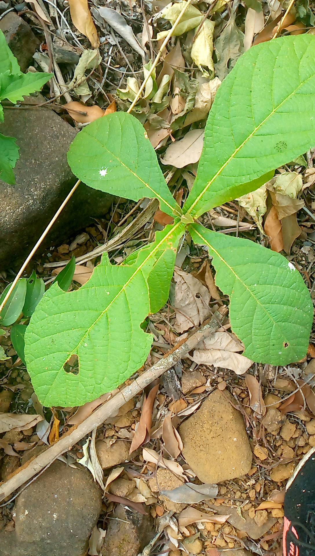 tree