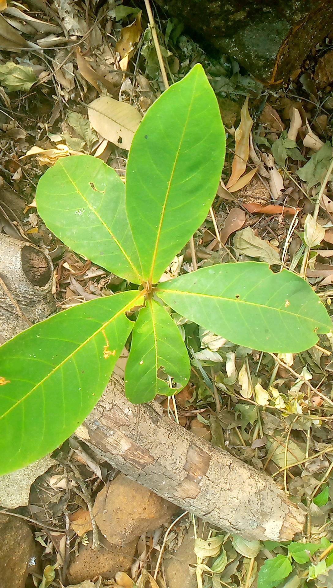 tree