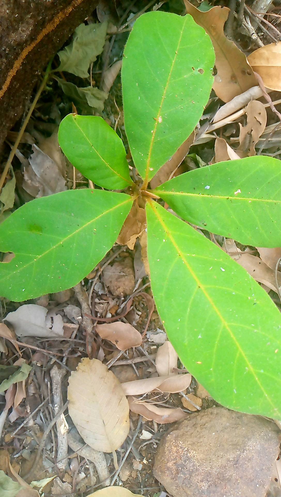tree