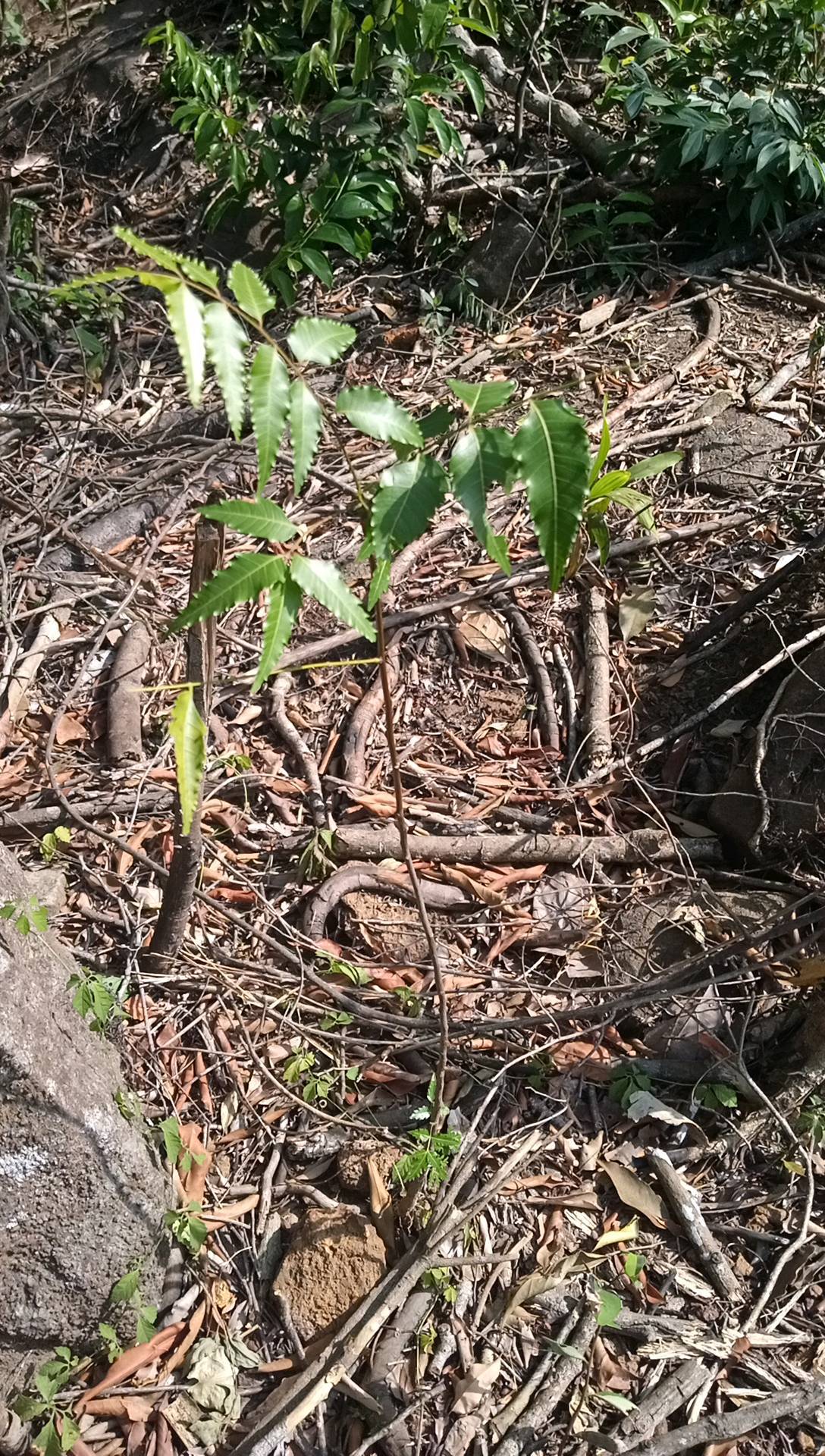 tree
