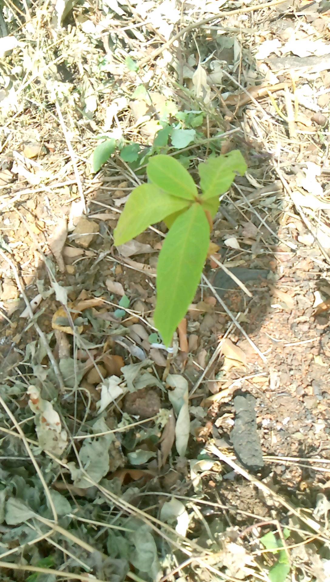 tree