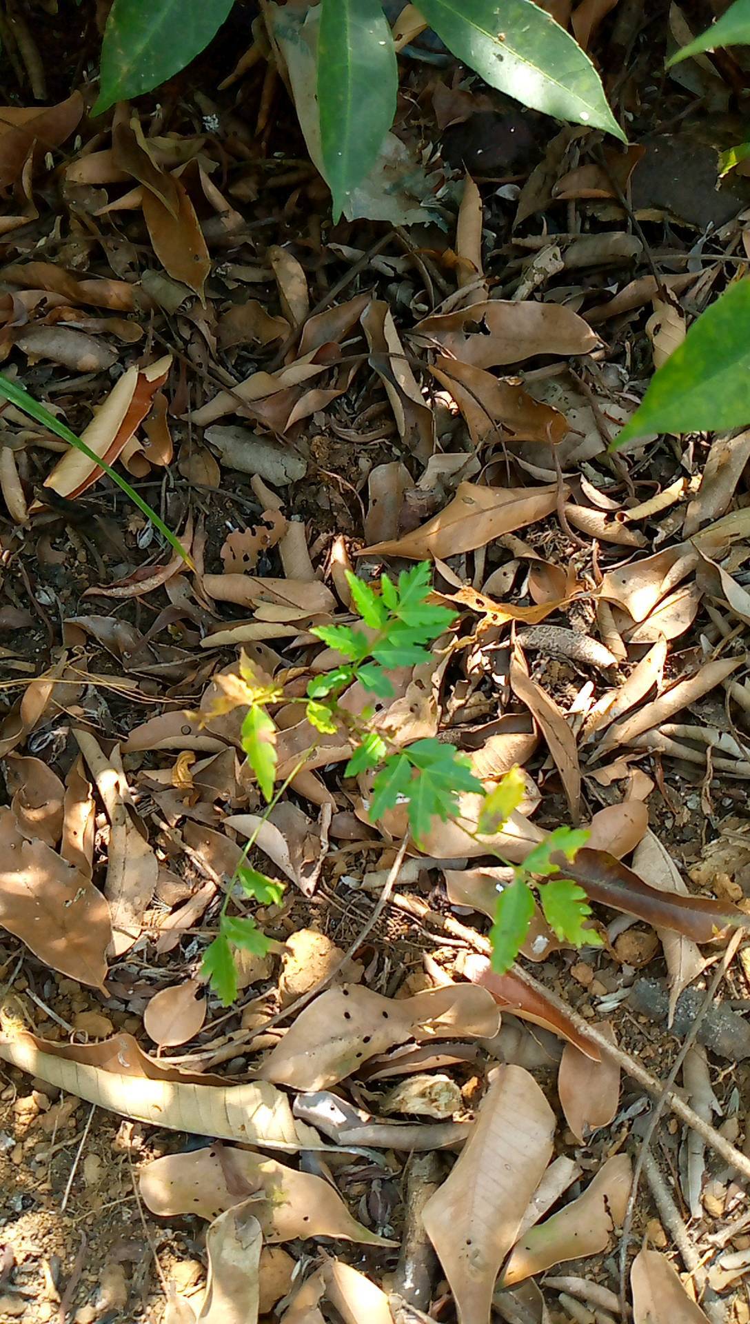 tree