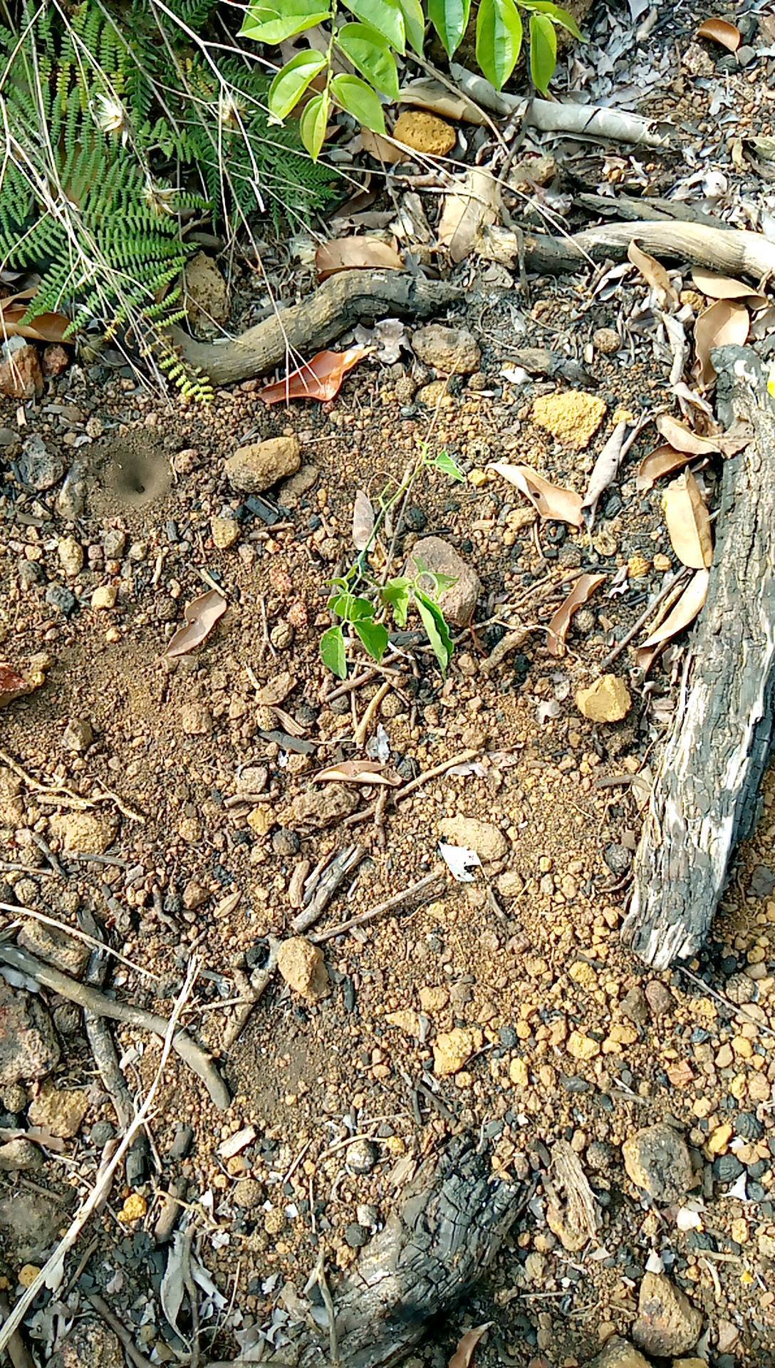 tree