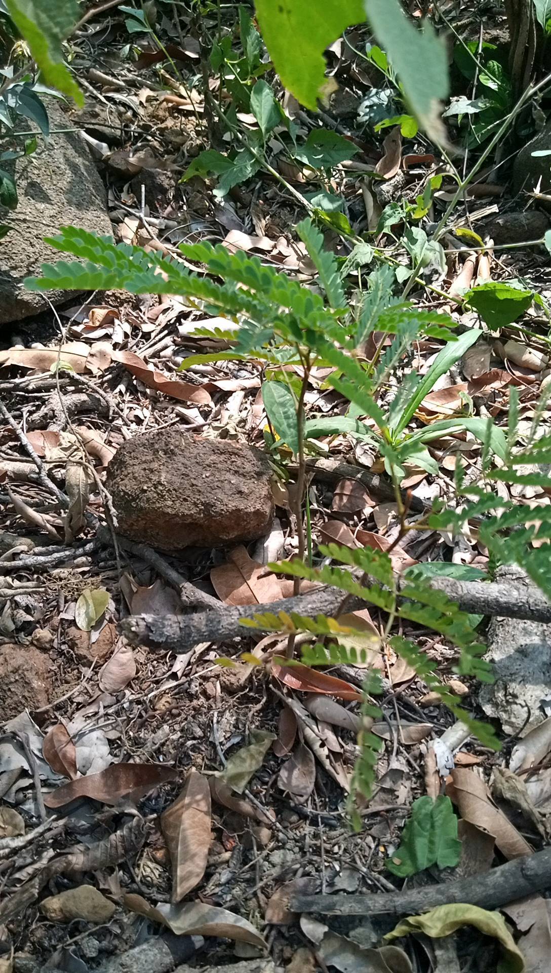 tree