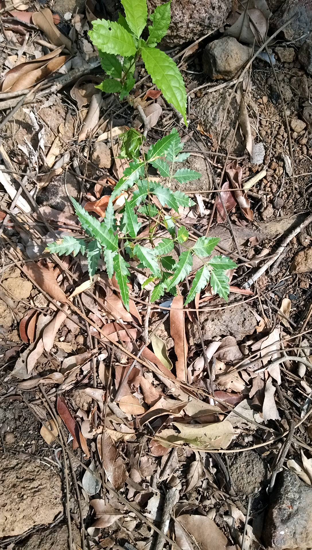 tree