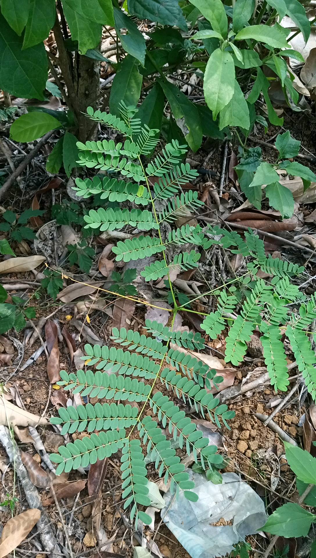 tree