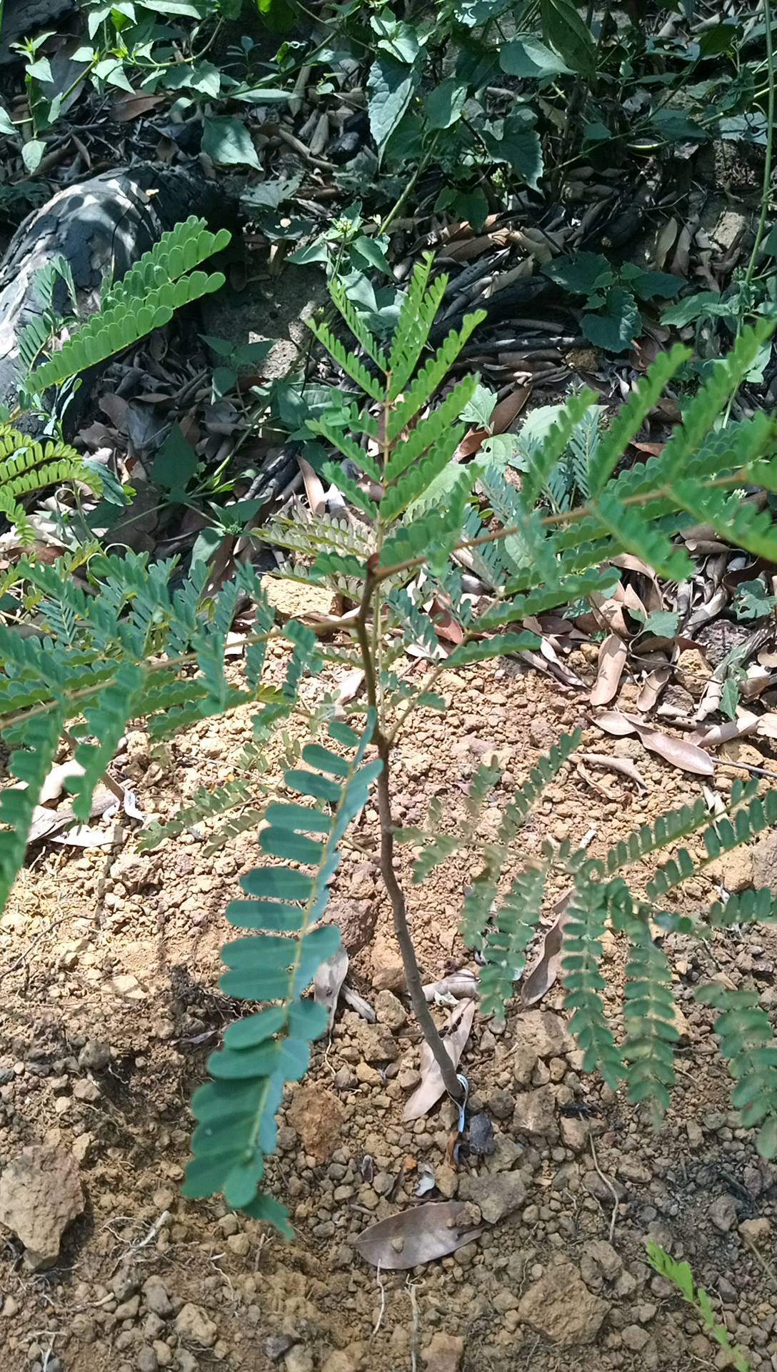 tree