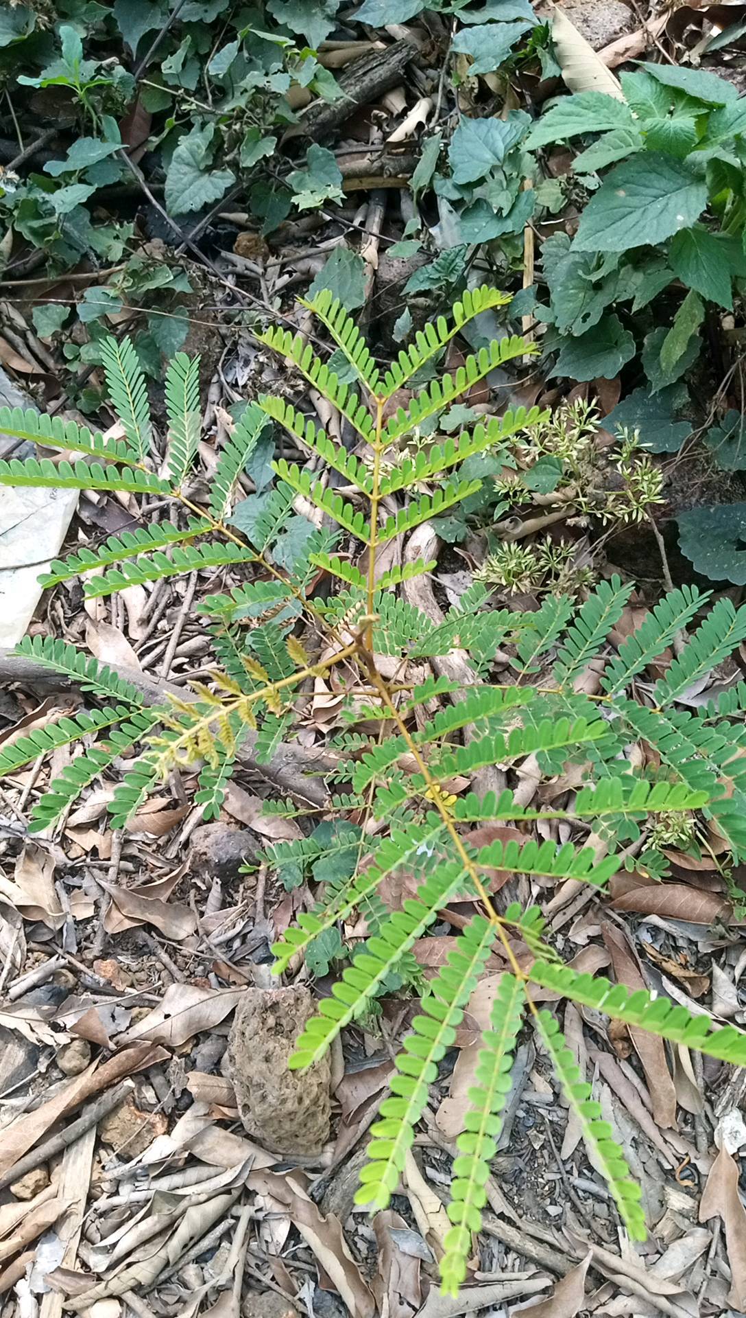 tree