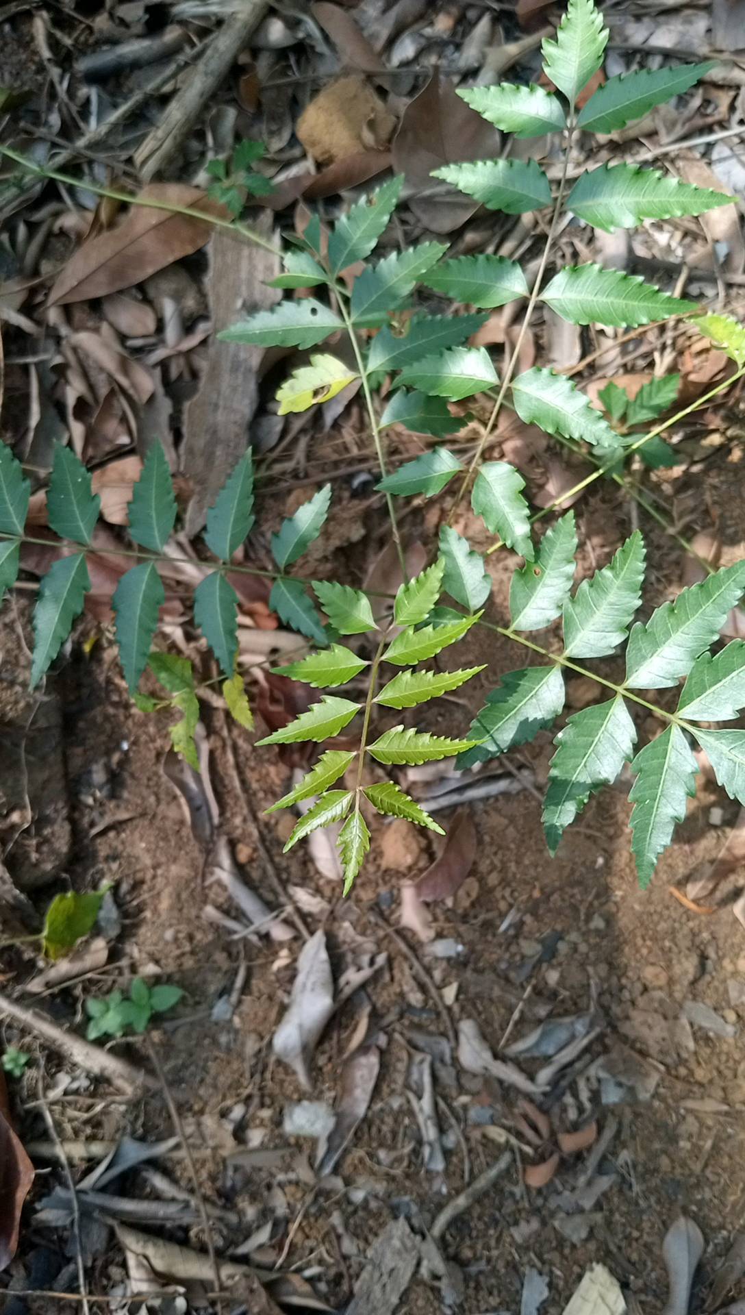 tree