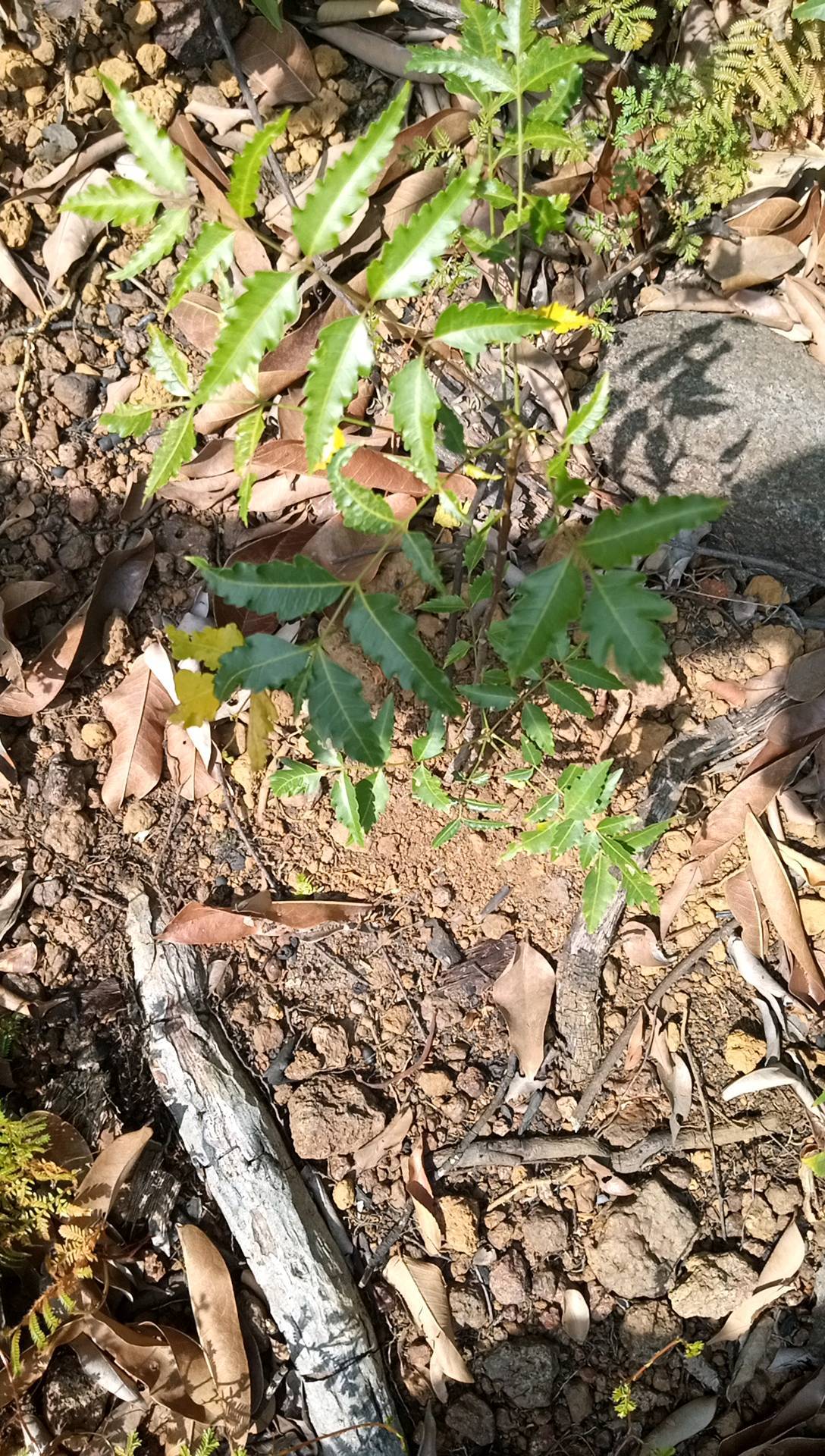 tree