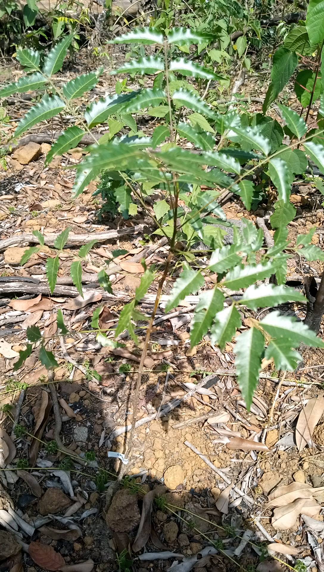 tree