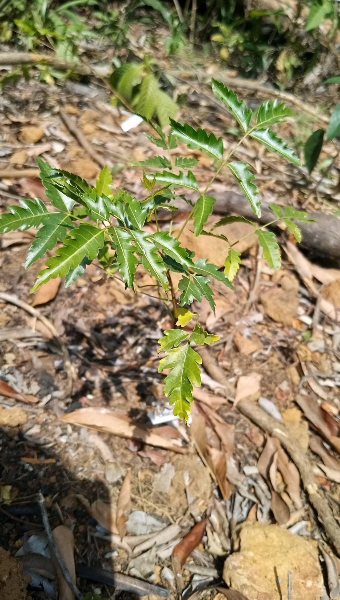 tree