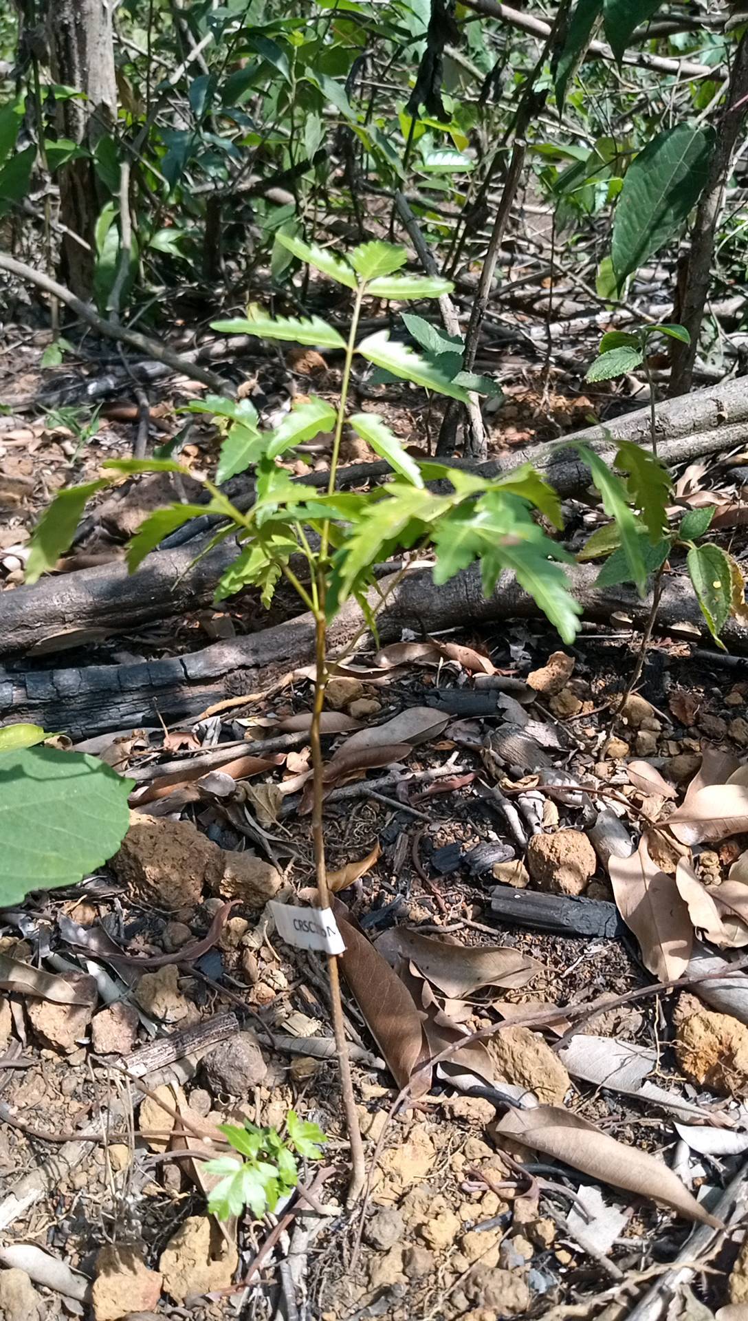 tree