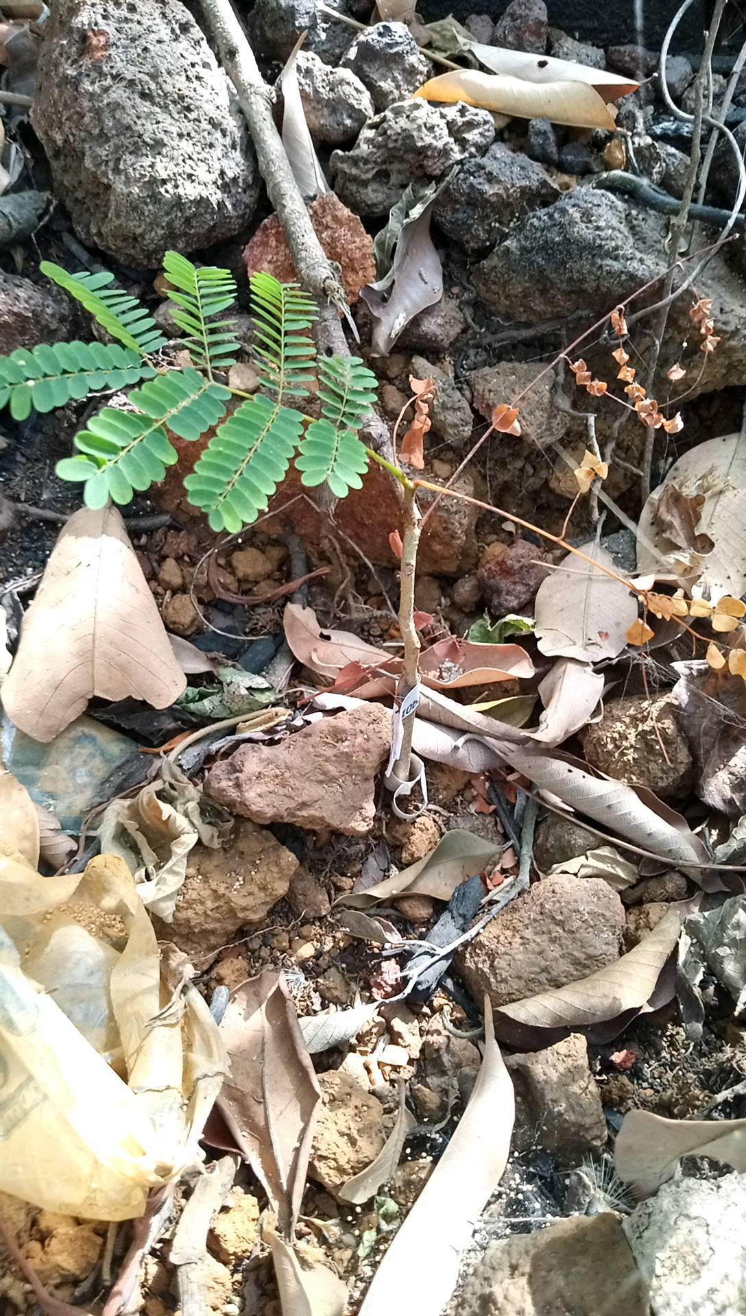 tree