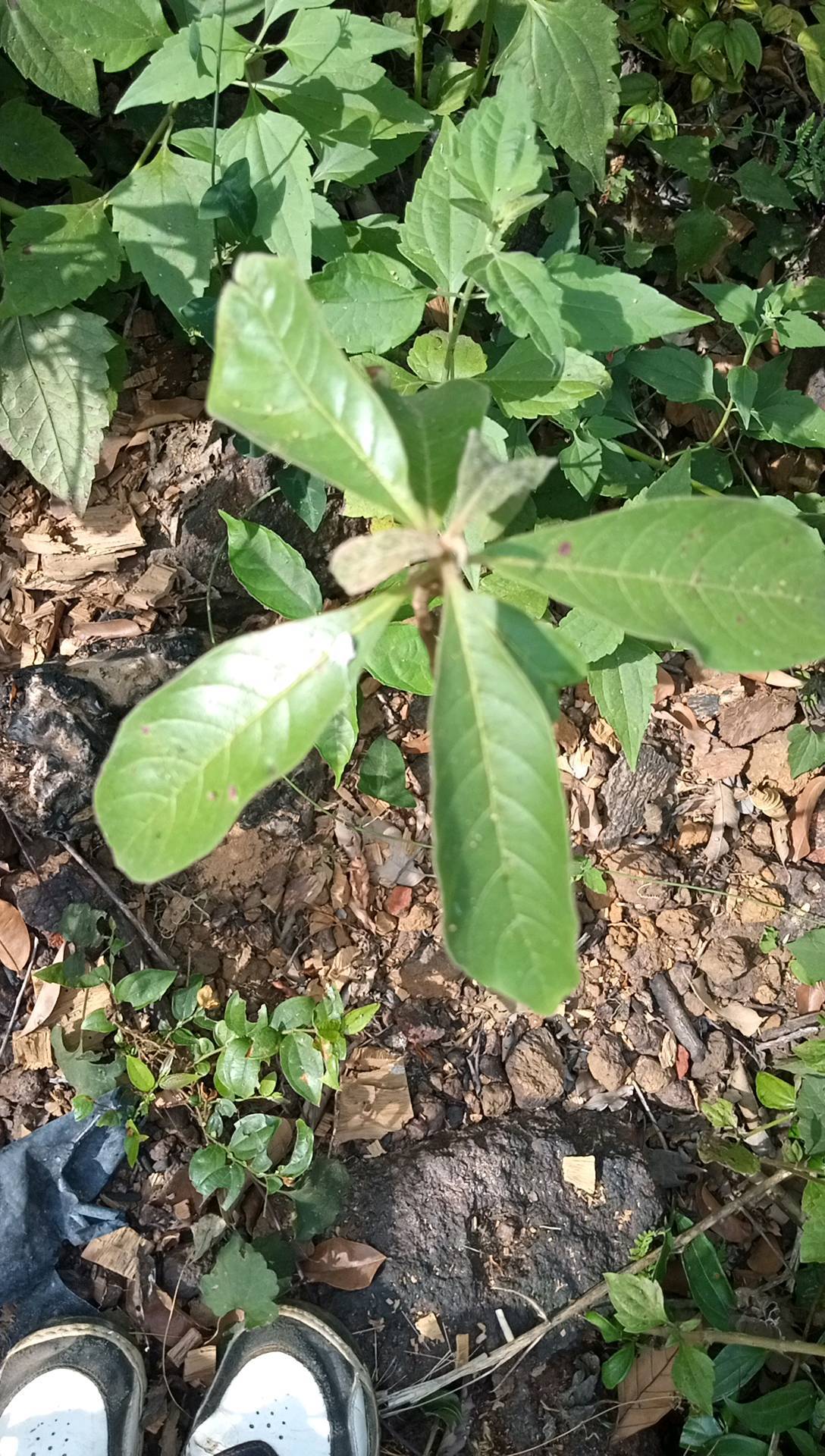 tree