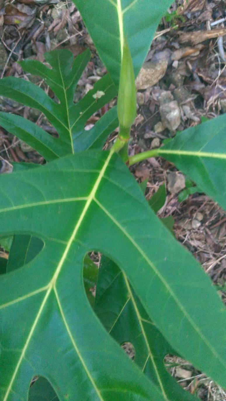 tree
