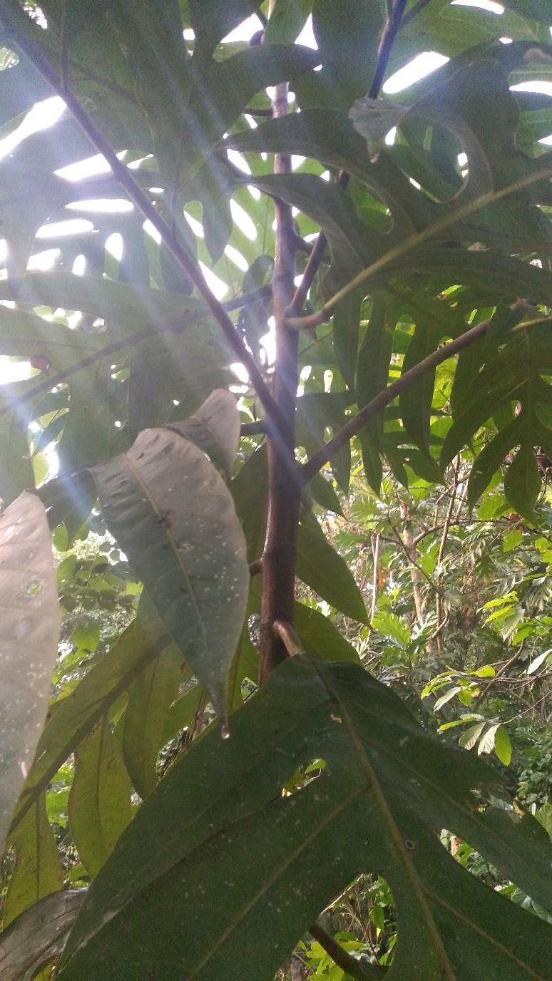 tree