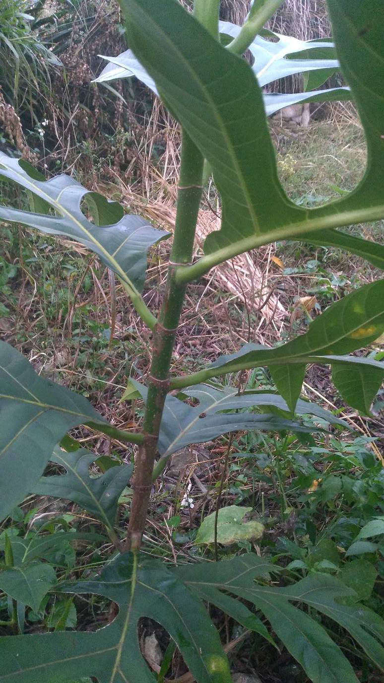 tree