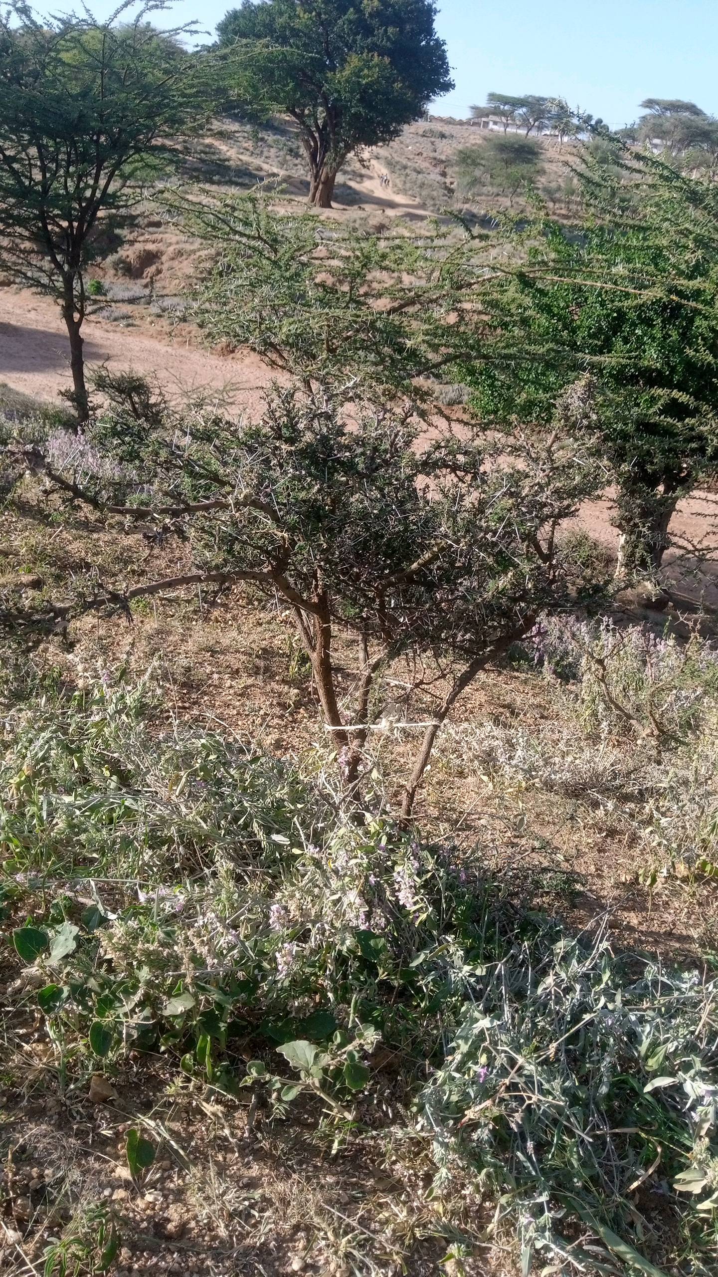 tree
