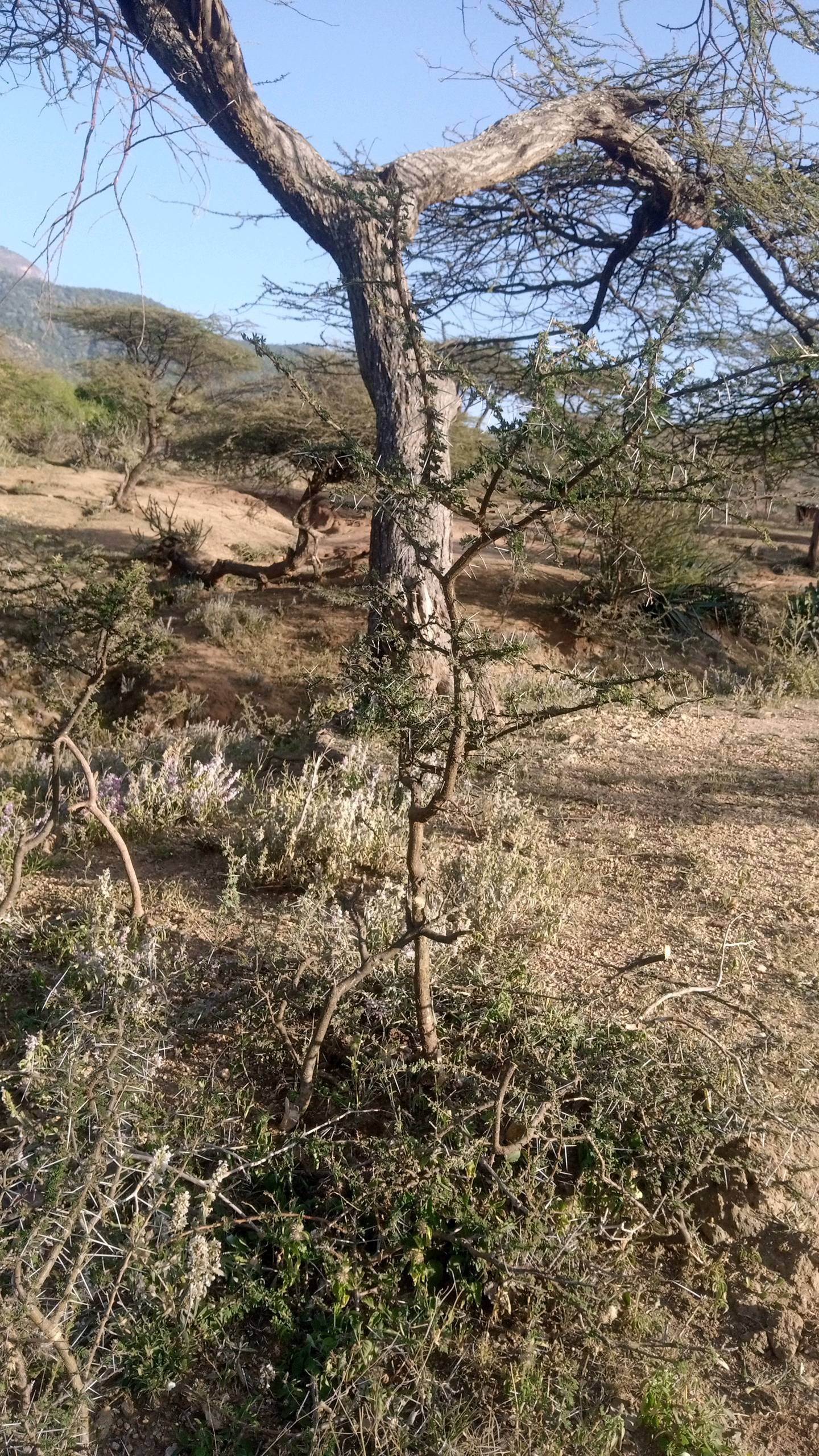 tree