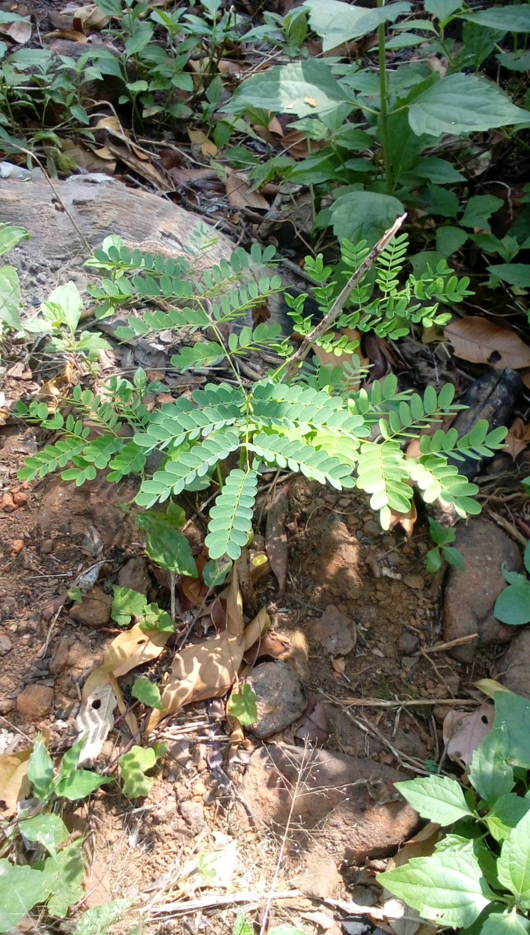 tree