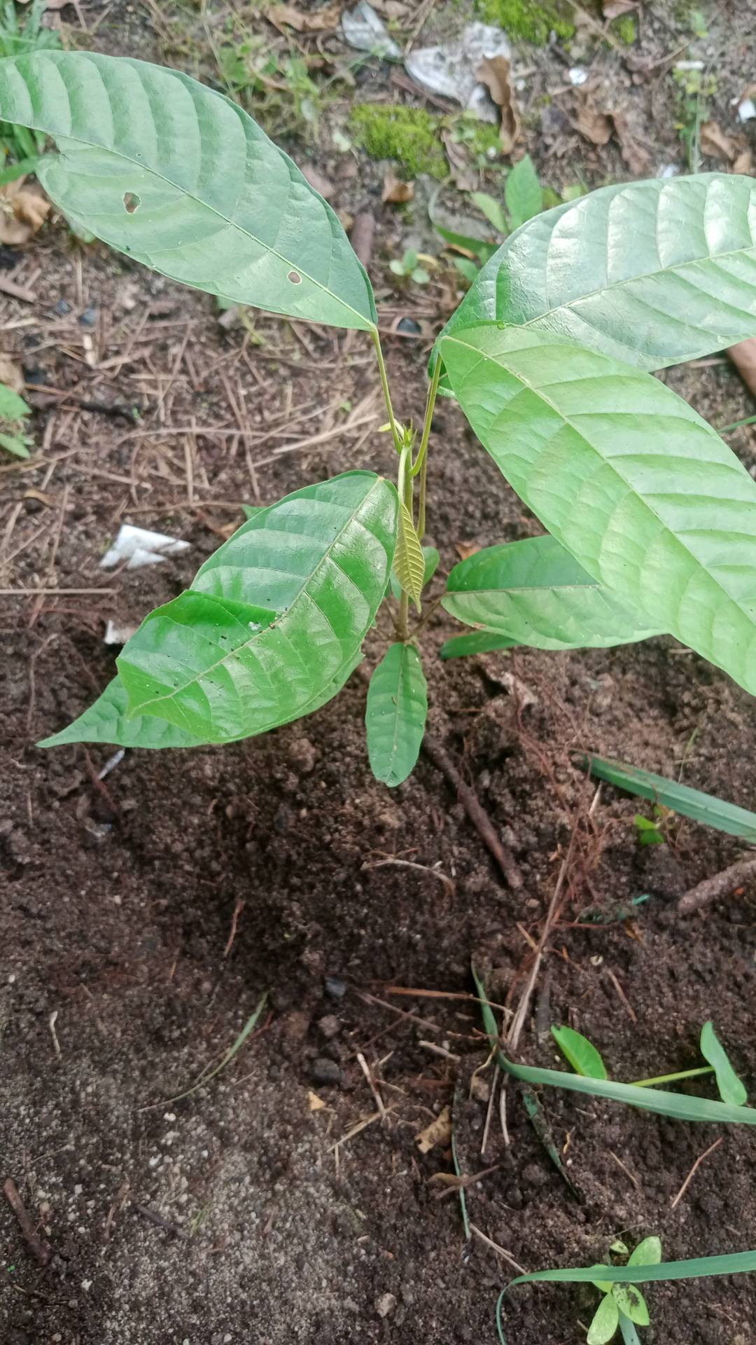 tree