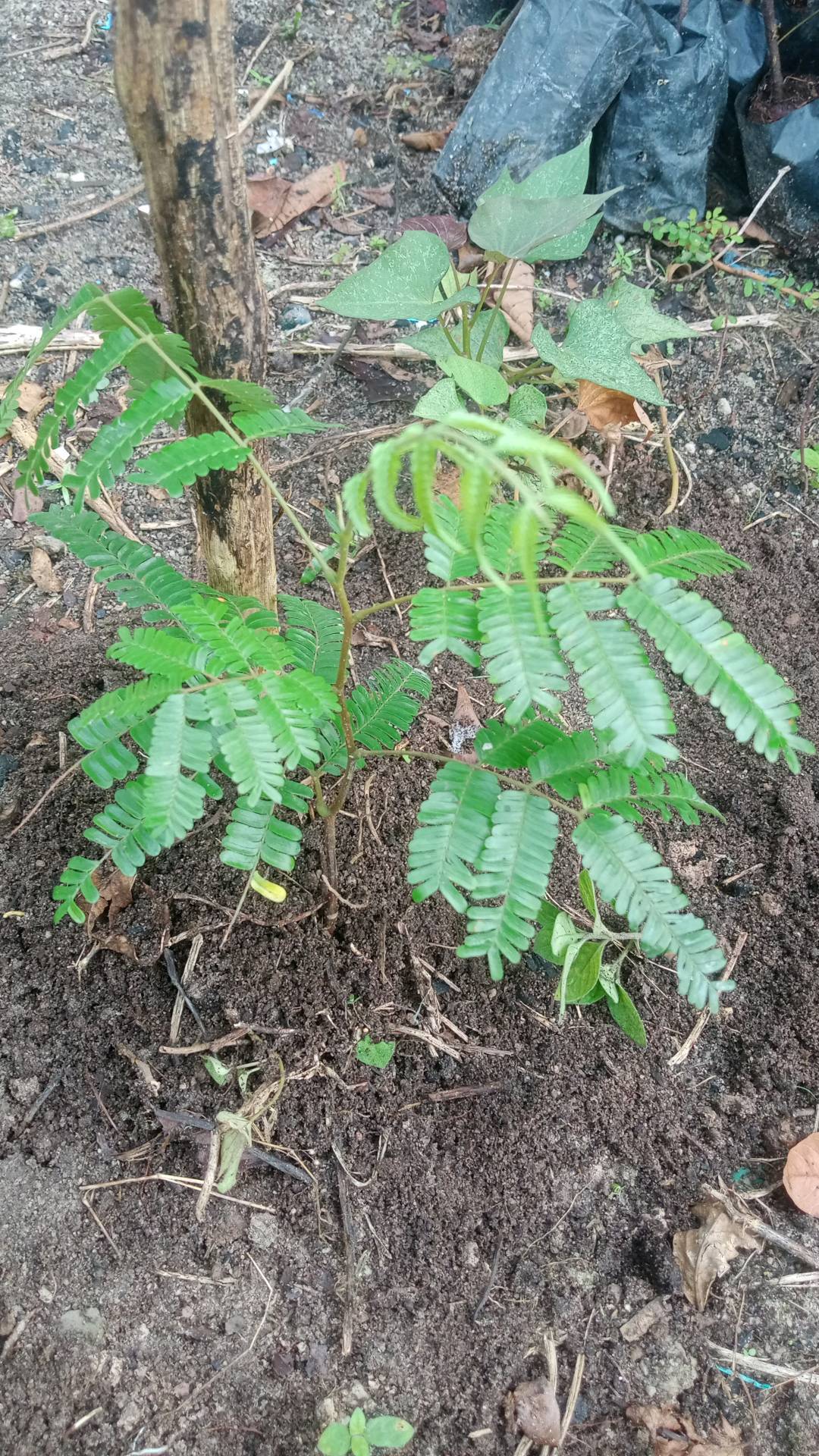 tree