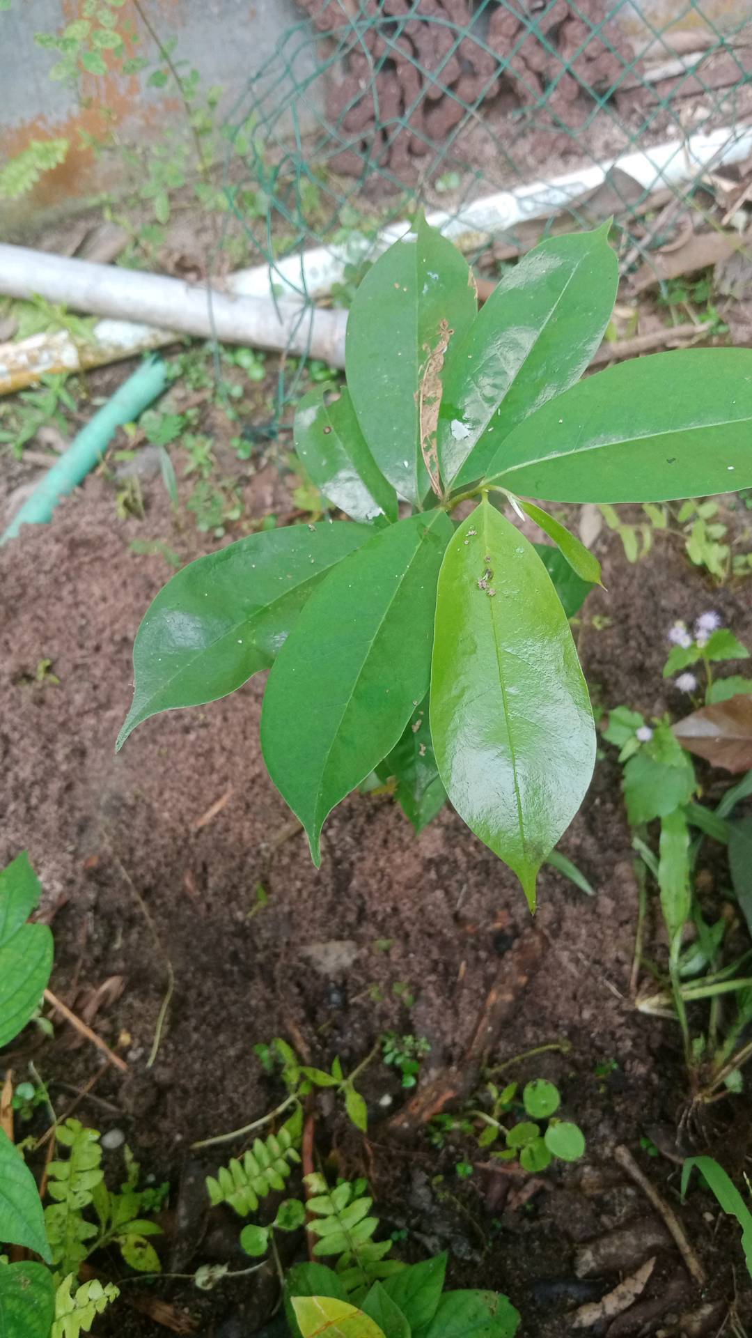 tree