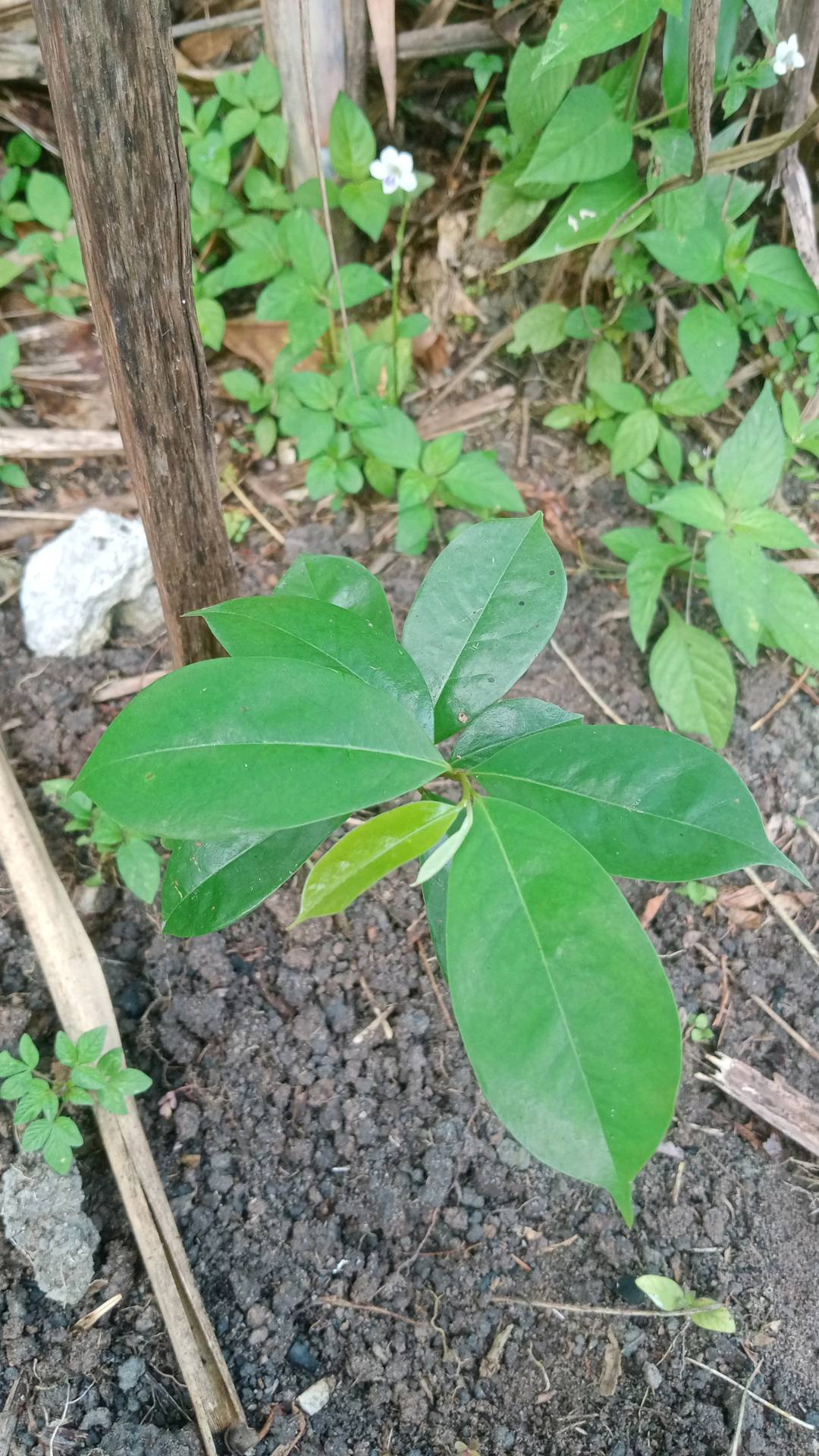 tree