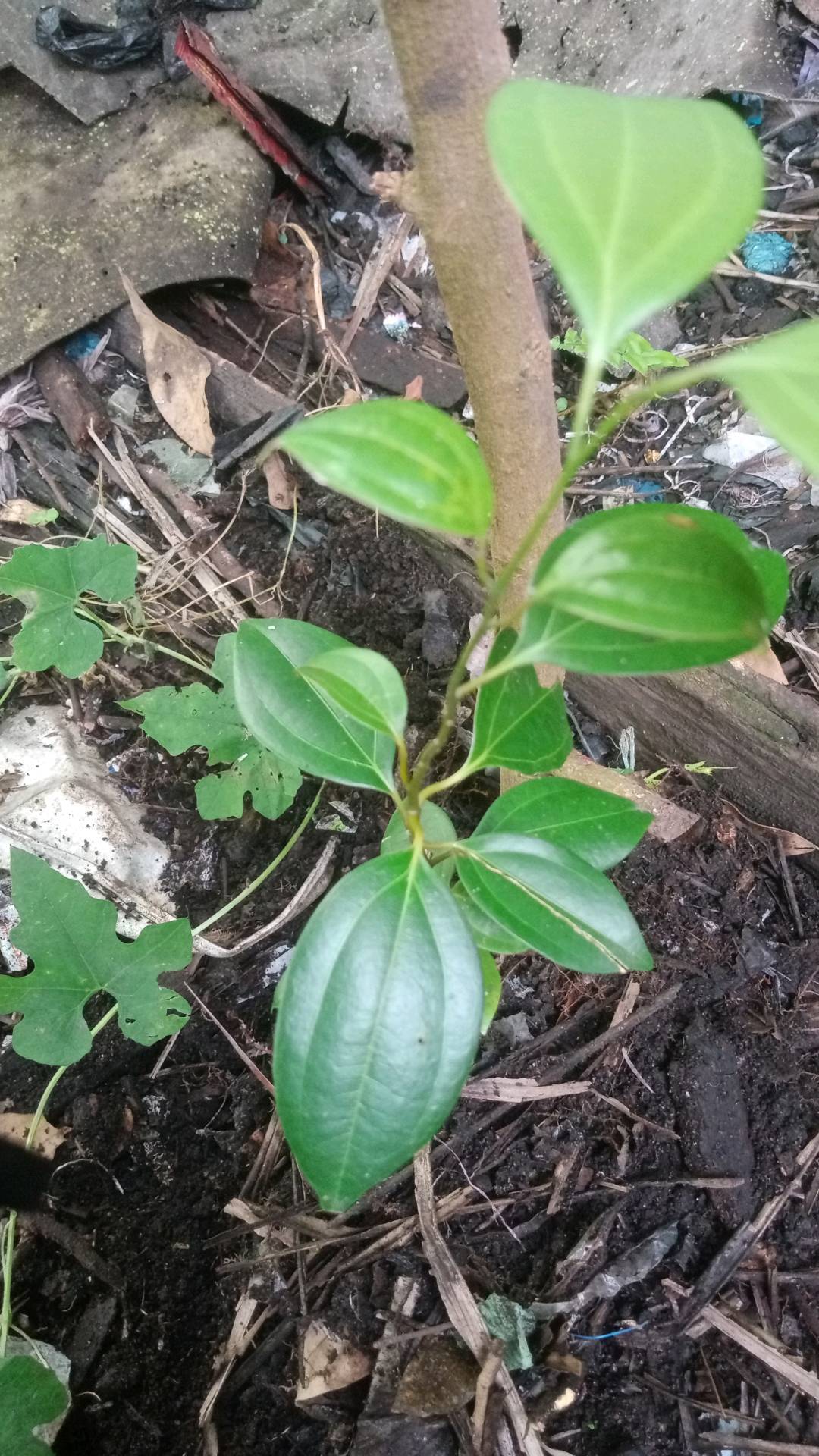 tree