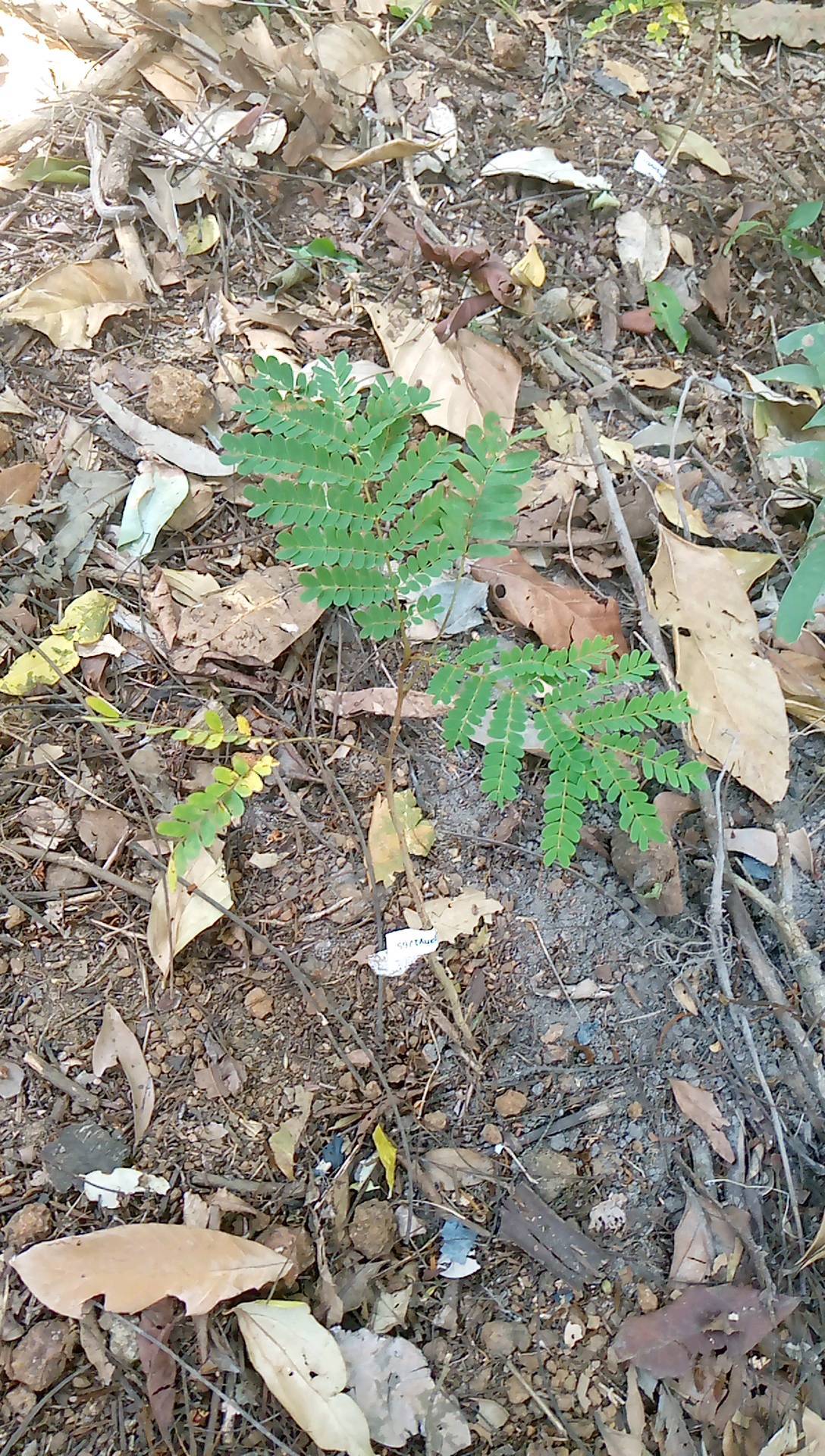 tree