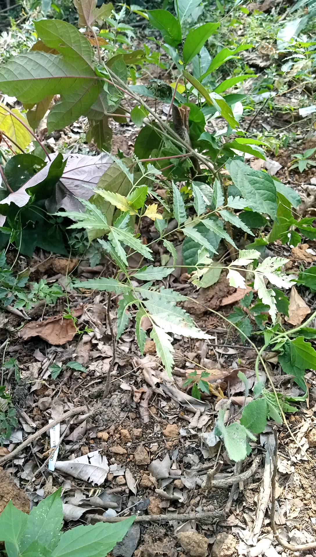 tree