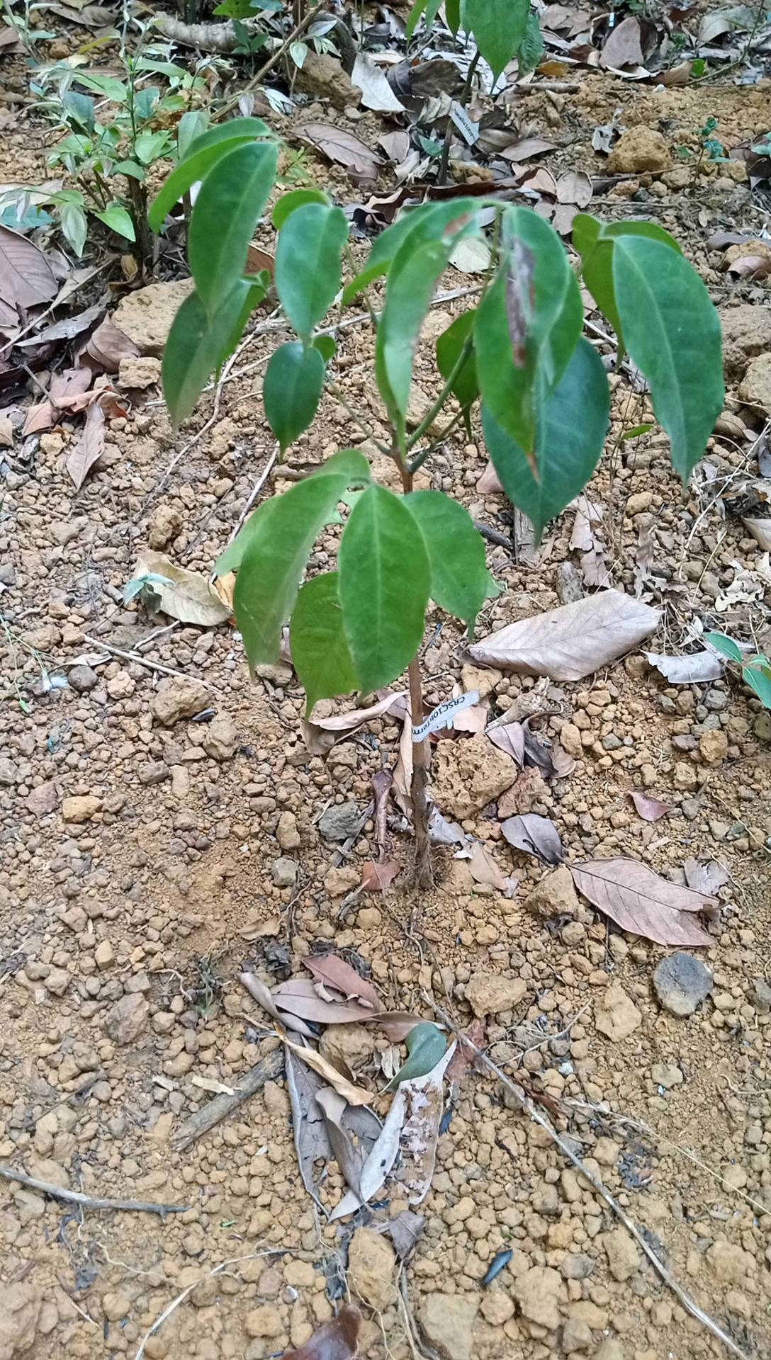 tree