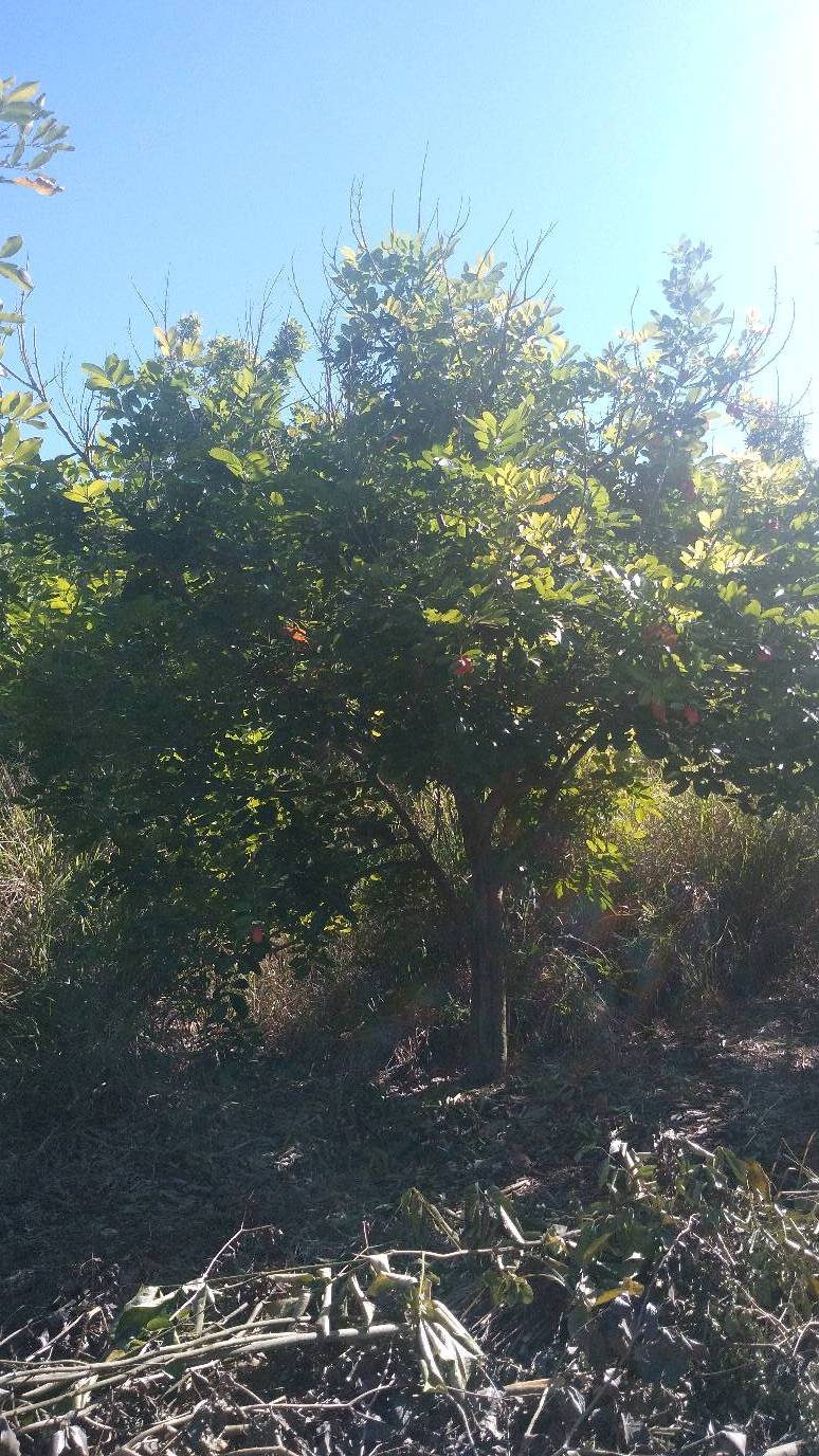 tree