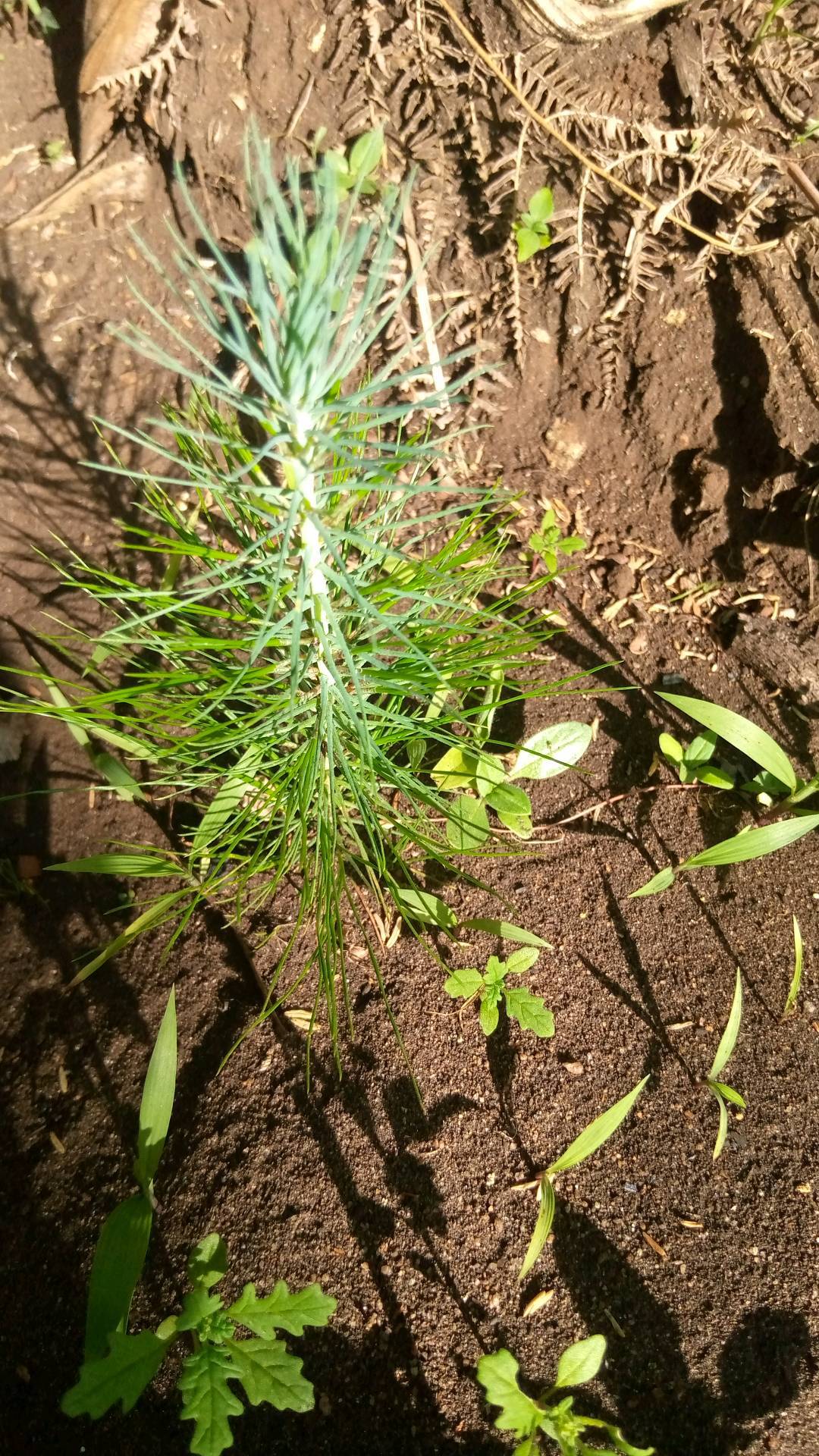 tree