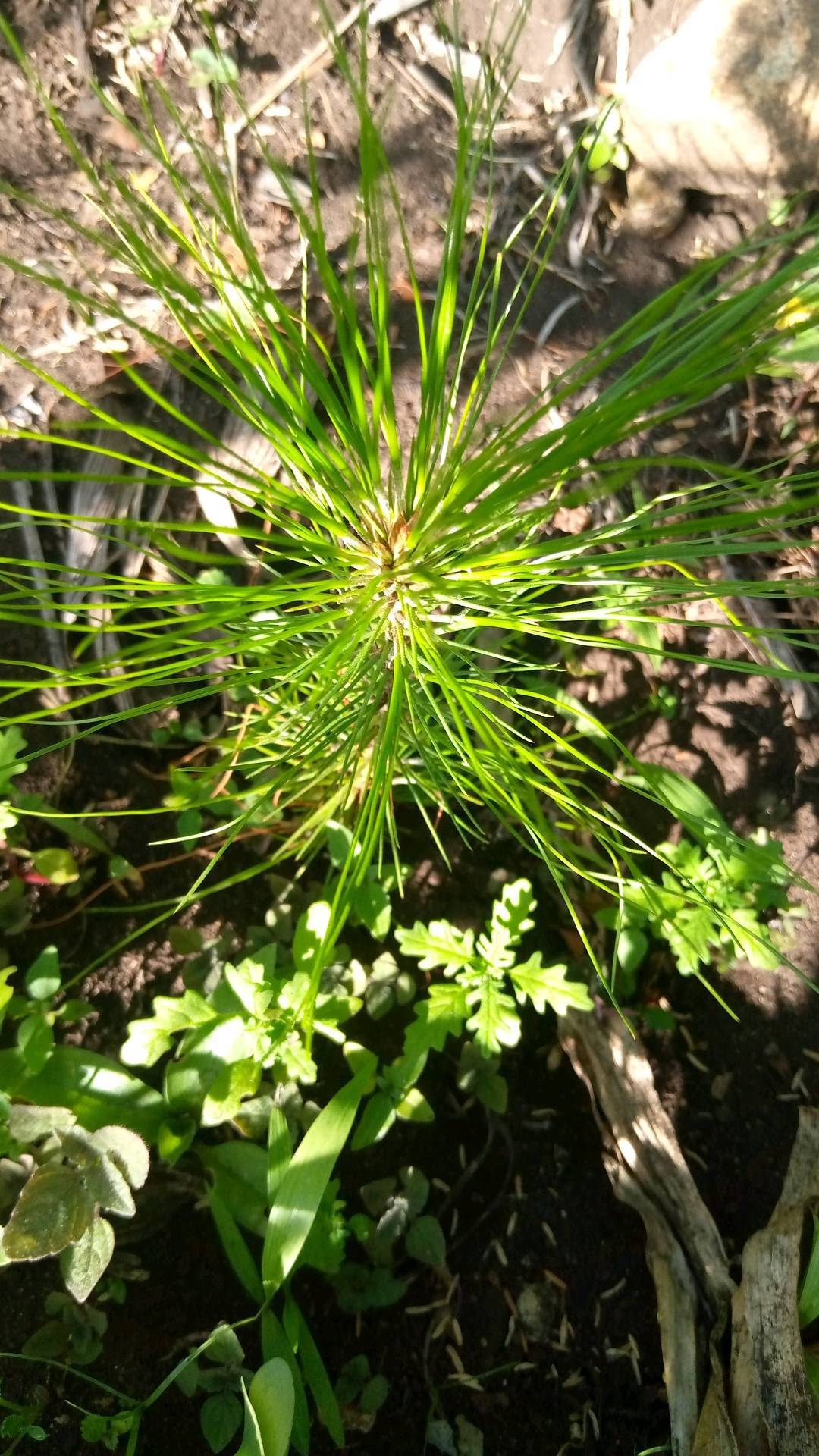 tree