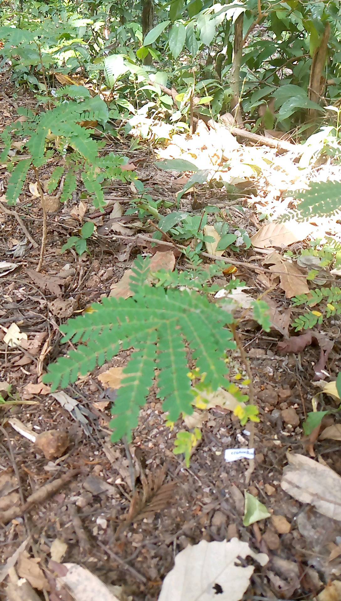 tree