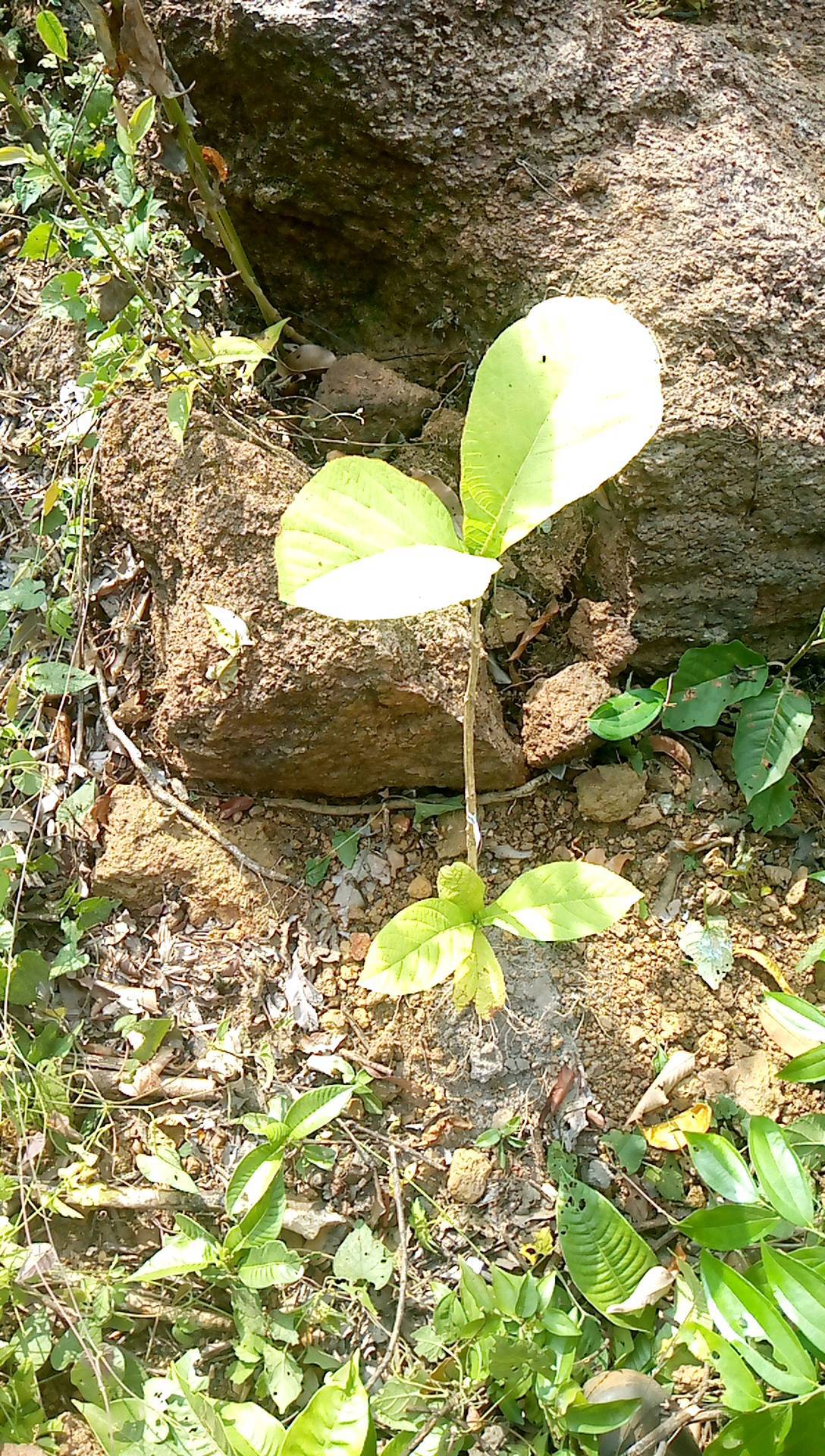 tree