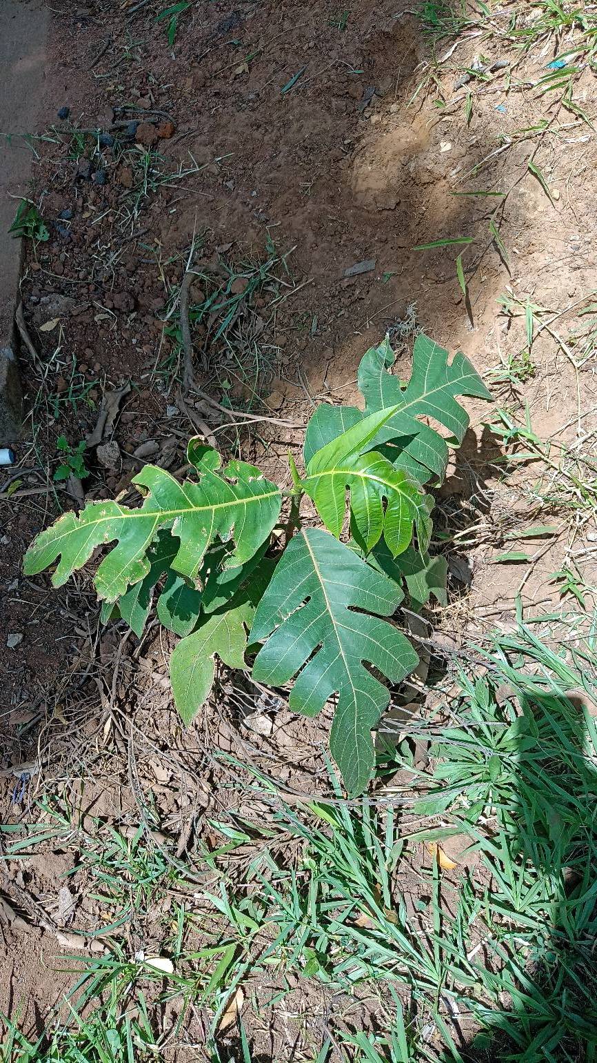 tree